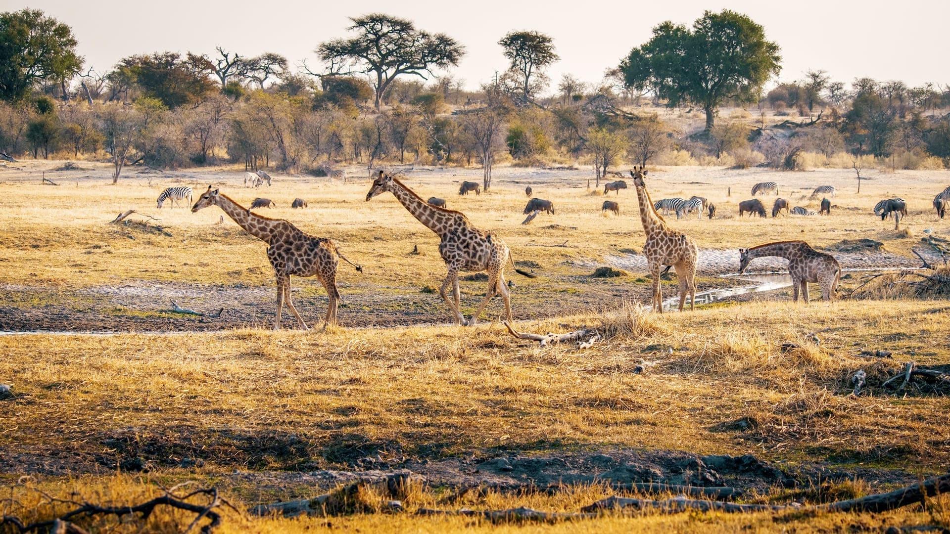 Photo d'un paysage de savane avec plusieurs girafes et zèbres, arbres dispersés et herbe sèche.