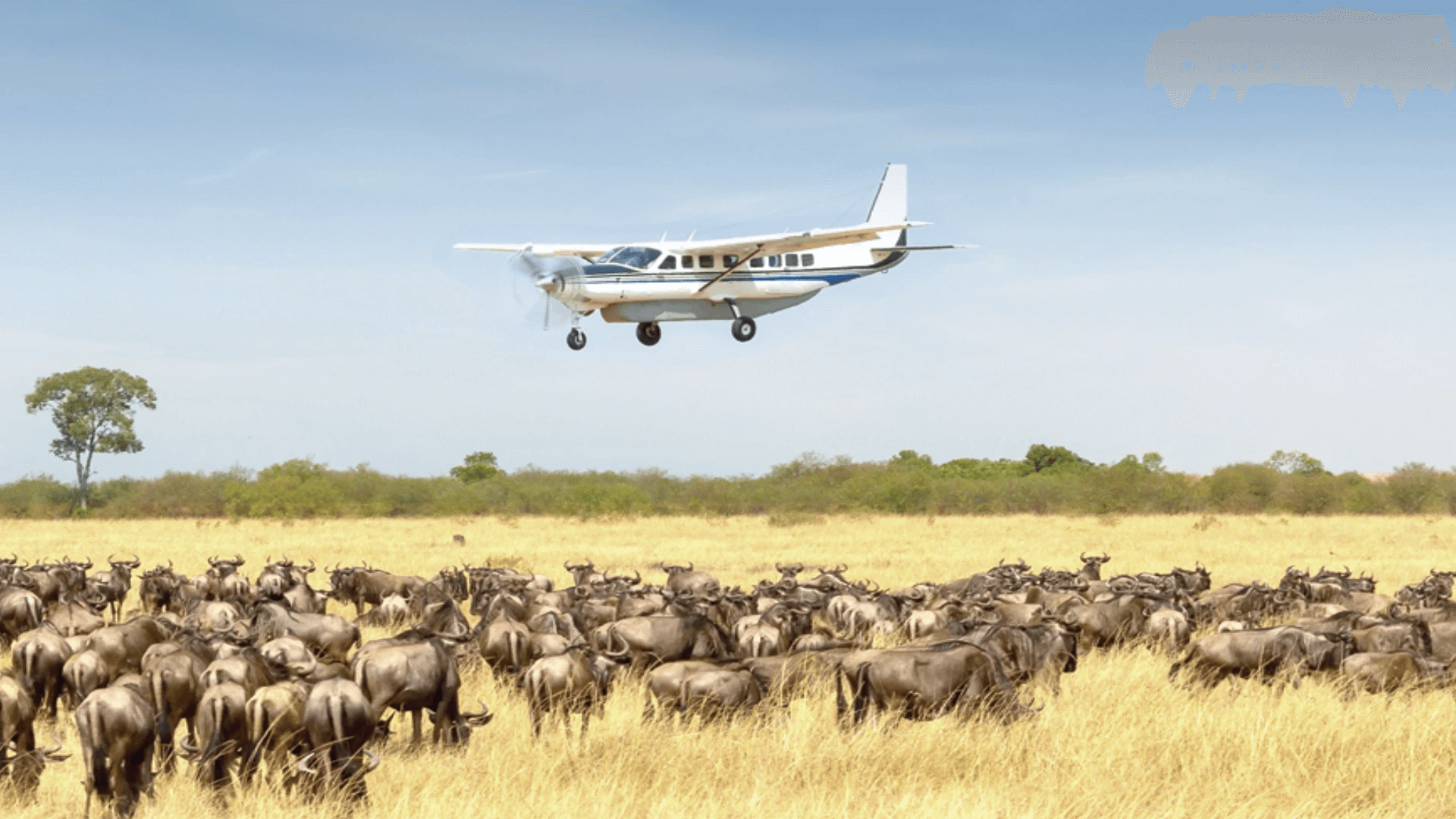 Un avion volant au-dessus d'une région de savane avec des animaux sauvages tels que des gnous et quelques arbres en arrière-plan.