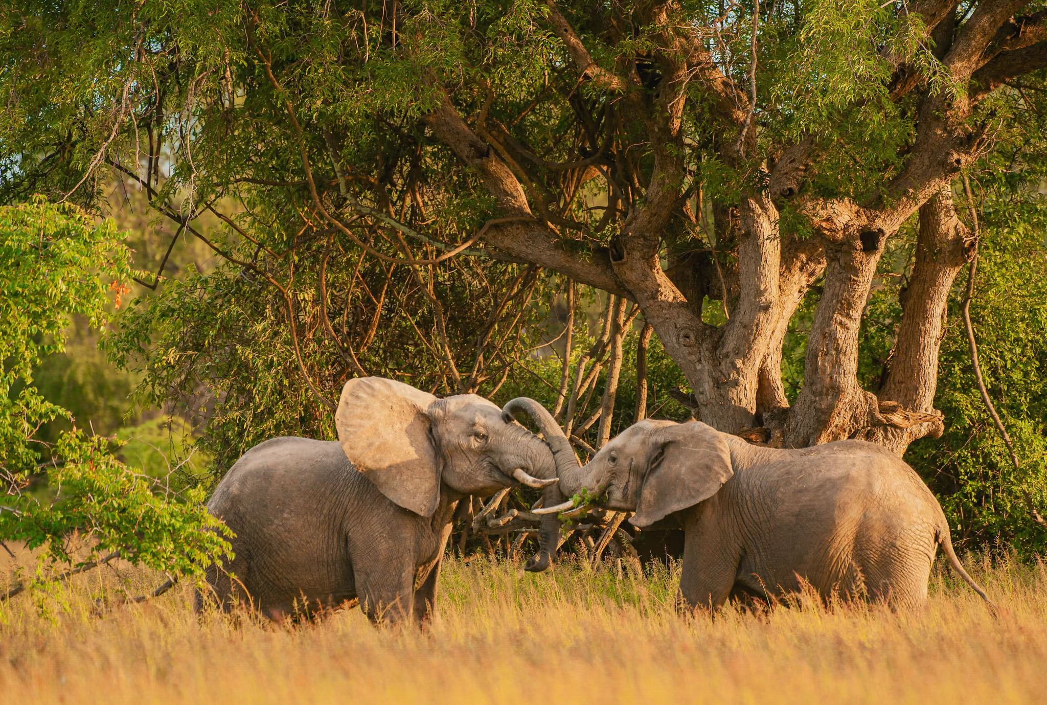 Deux éléphants adultes jouent sous un grand arbre dans une savane verte.