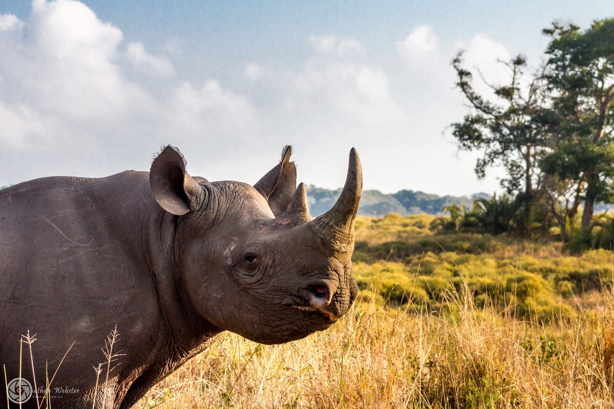Un rhinocéros dans un paysage de prairie avec des arbres en arrière-plan et un ciel partiellement nuageux.