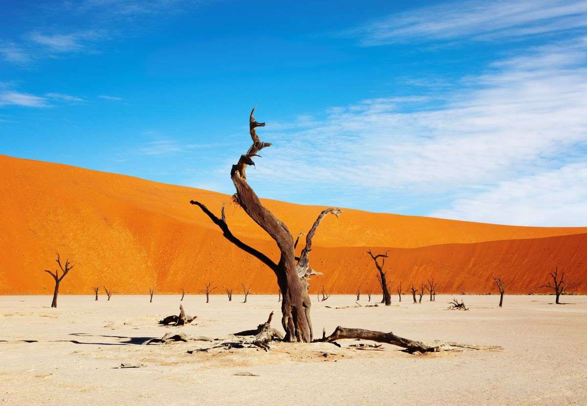 Un désert avec des arbres morts, une grande dune orange en arrière-plan et un ciel bleu avec quelques nuages.