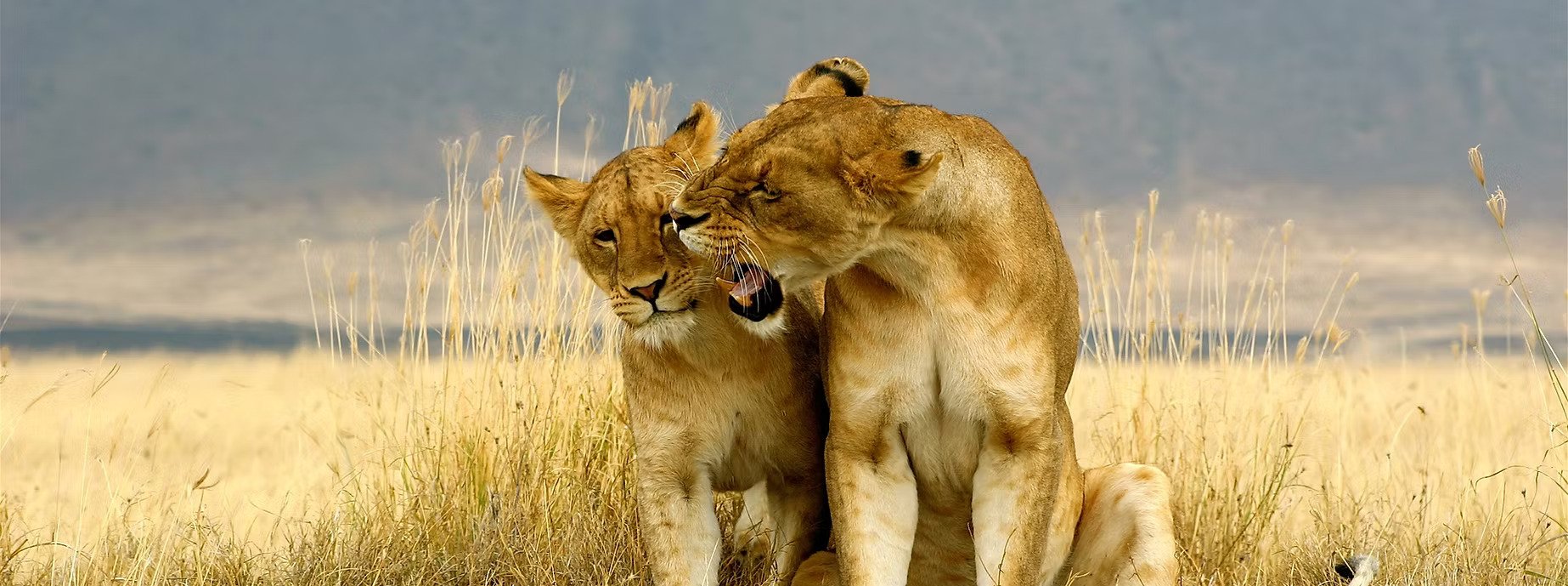 Deux lions femelles dans la savane, l'une apparemment en train de mordre ou grignoter le visage de l'autre, qui semble être plus jeune ou plus petite.