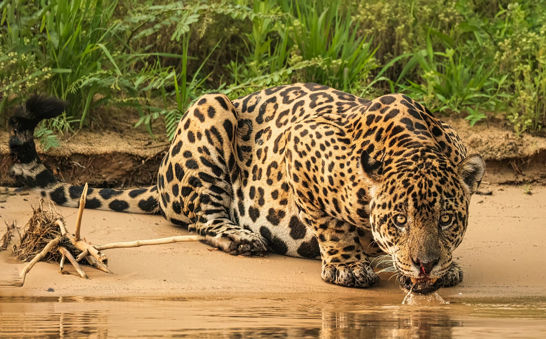 Un jaguar est agenouillé sur le rivage d'une rivière, buvant de l'eau. Il est entouré de végétation verte dense.