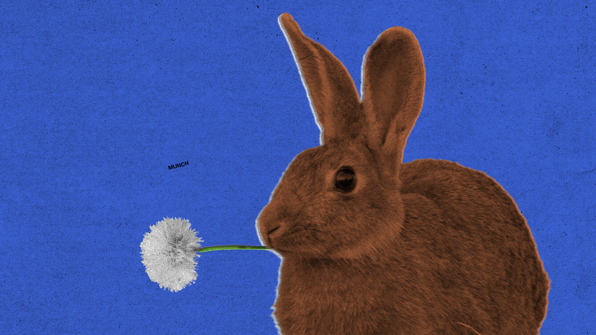 Bunny 1.gif