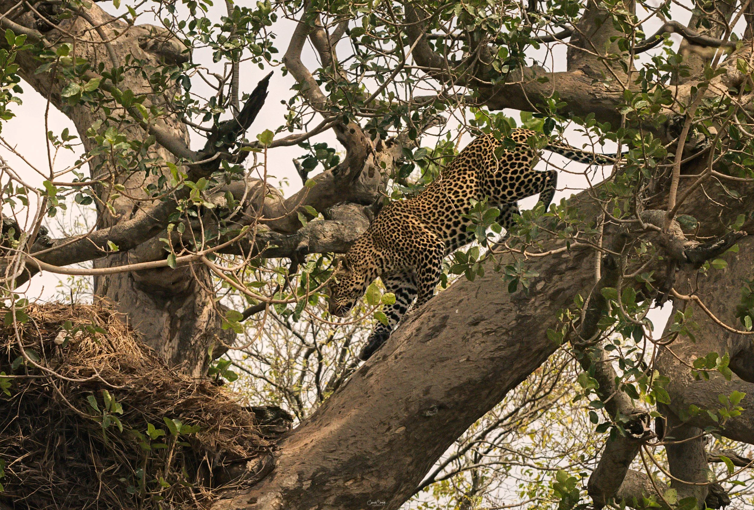 chimely-1164.jpg