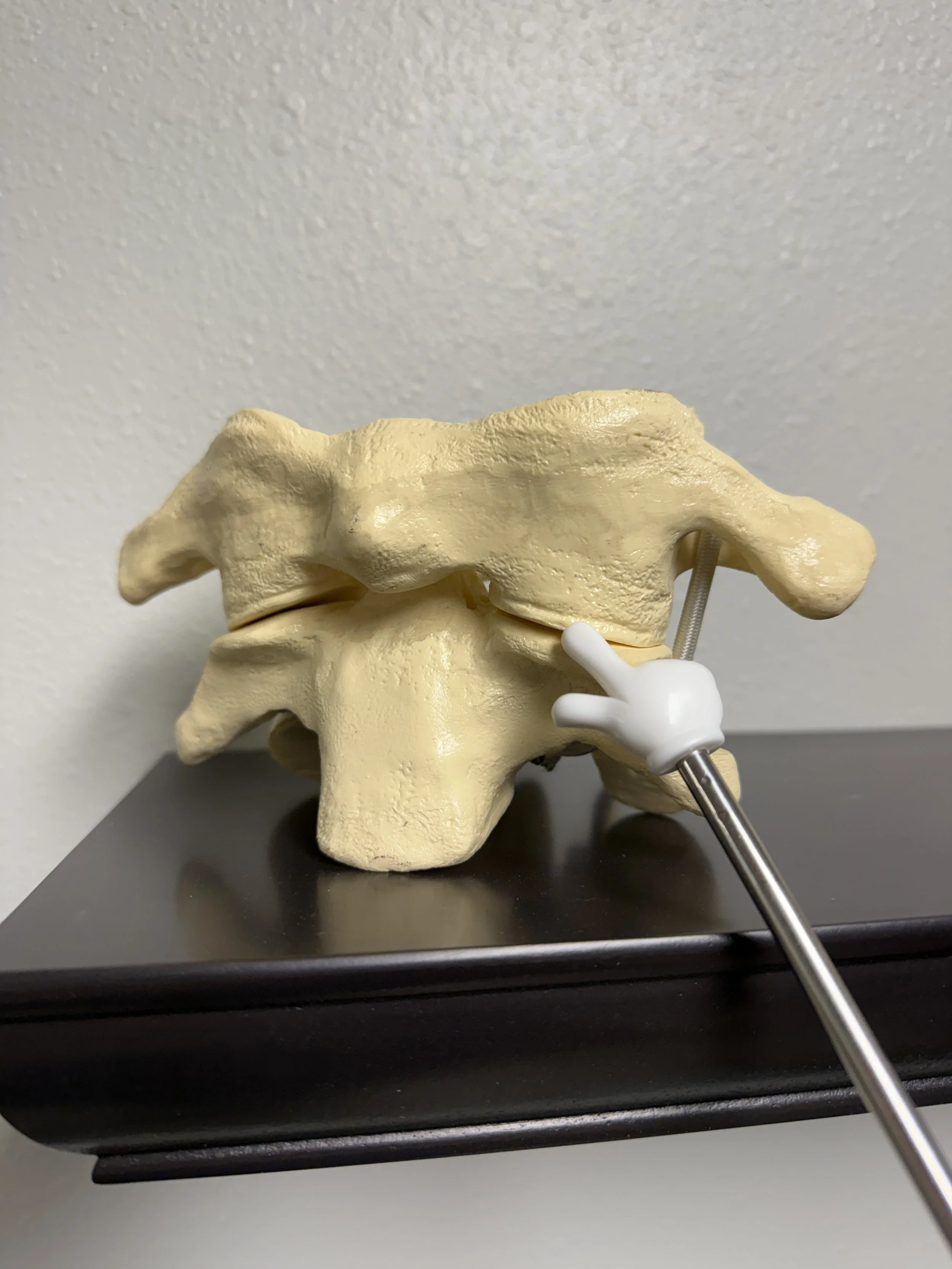 Cervical spine model demonstrating spinal joint anatomy at Pacific Northwest Chiro