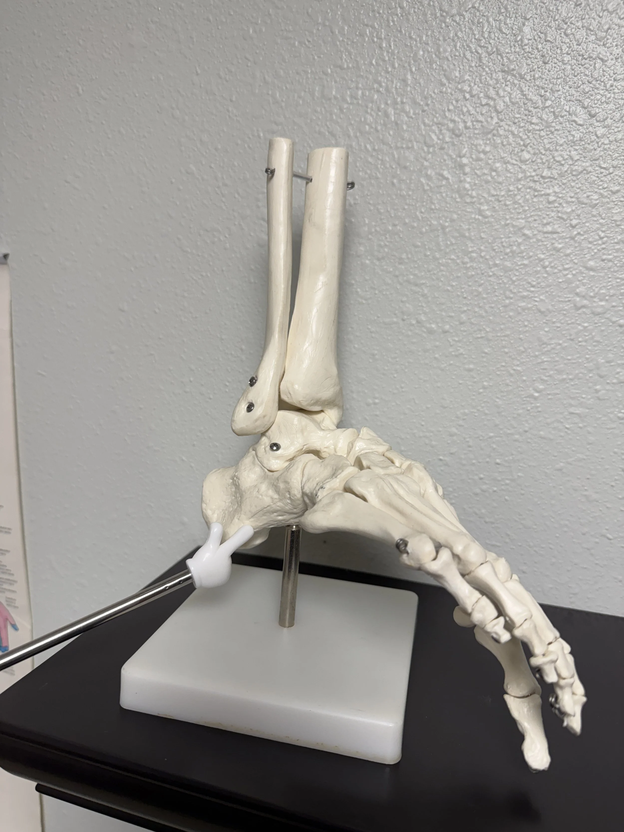Foot and ankle anatomical model demonstrating extremity joint anatomy at Pacific Northwest Chiro