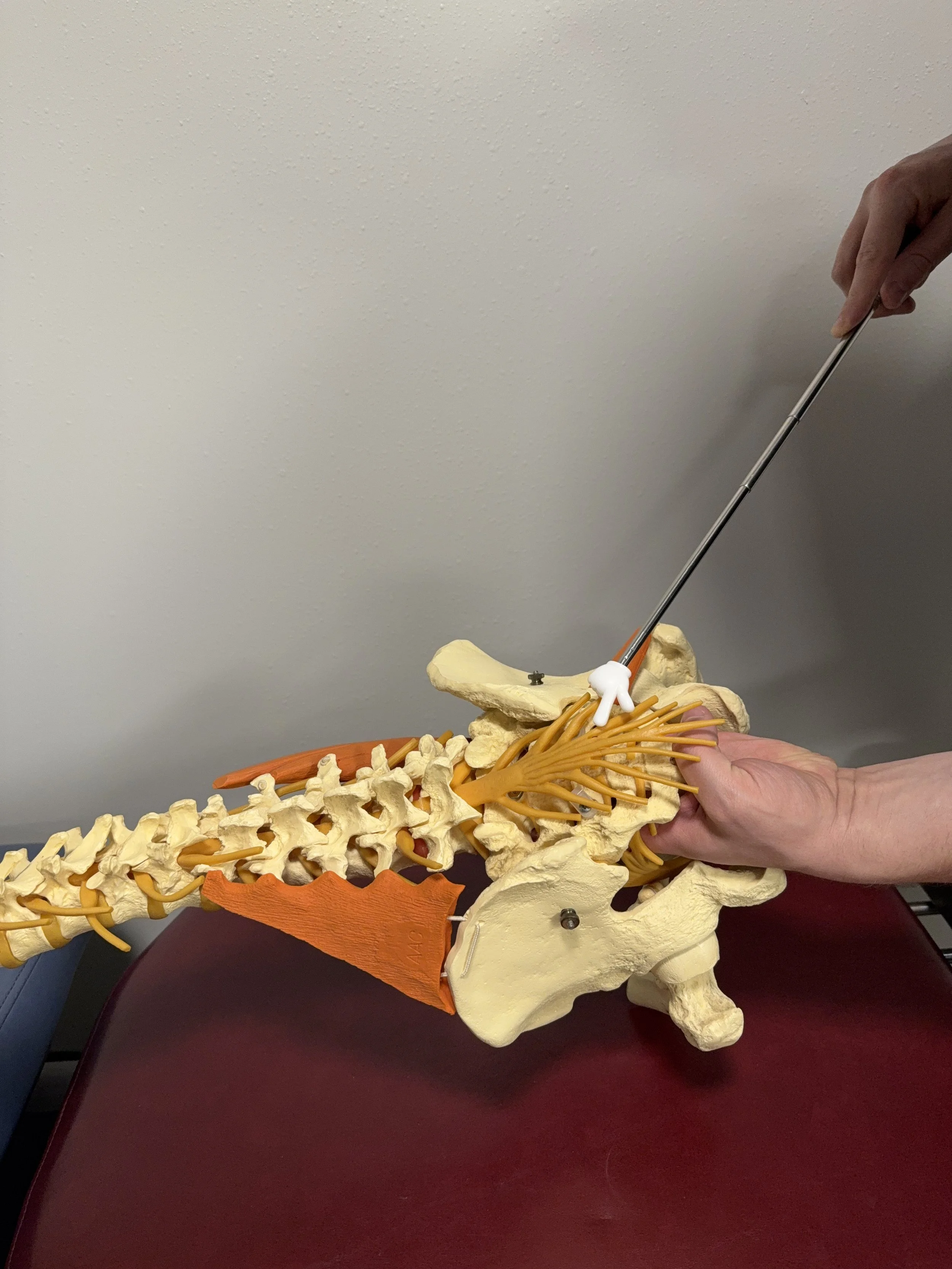Dr. Cross demonstrating lumbar spine and sciatic nerve anatomy at Pacific Northwest Chiro