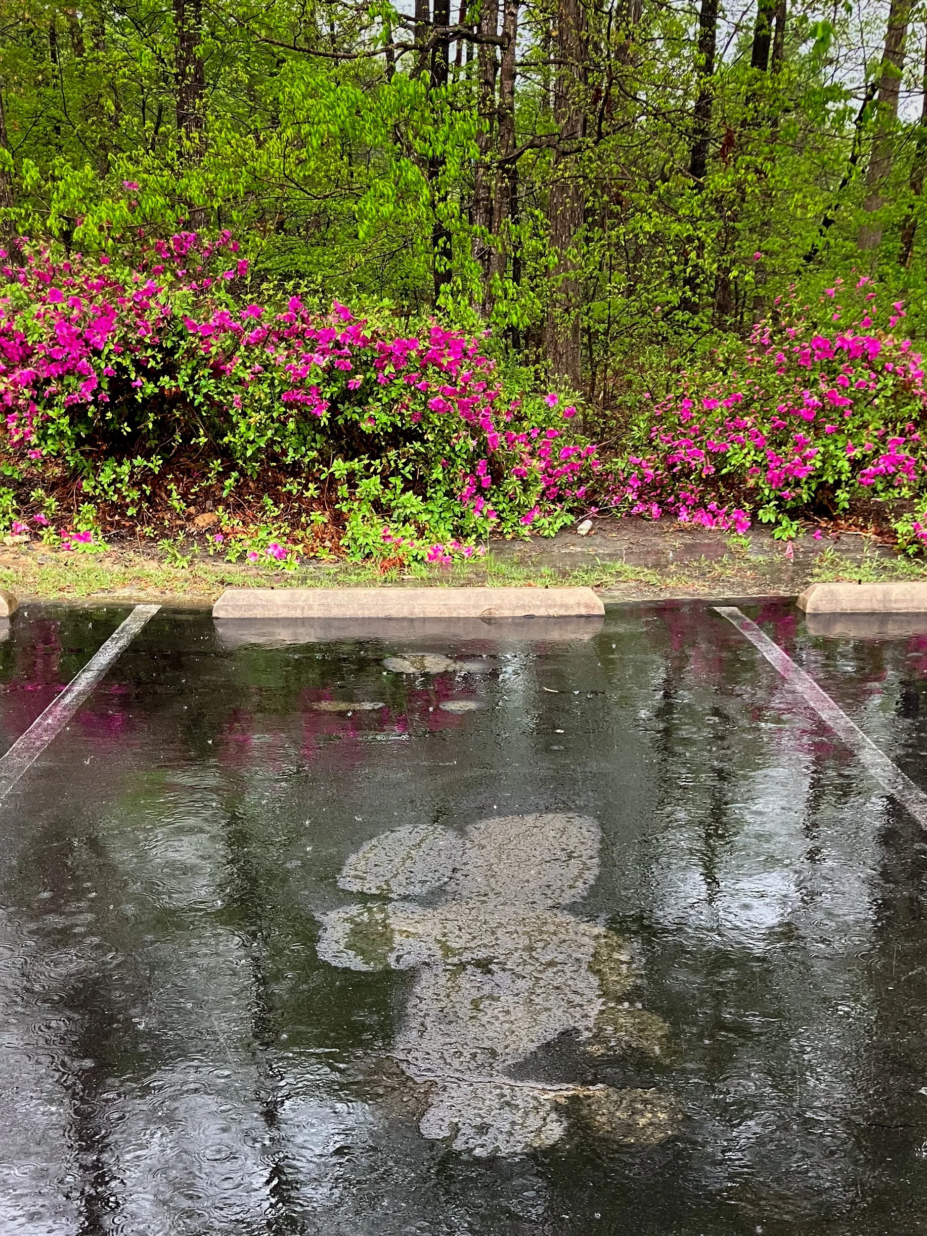 Parking spot in Durham, NC with wet pavement and a prominent oil spot, surrounded by green bushes and trees in the background.