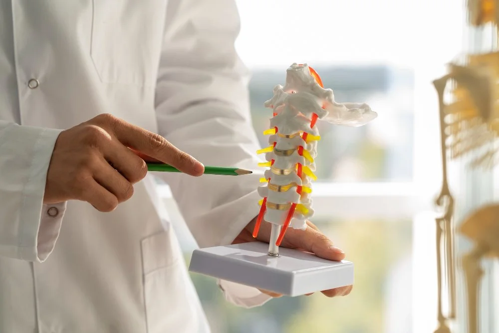 Person in a white laboratory coat holding a model of a human spine with a green pen pointing at it.