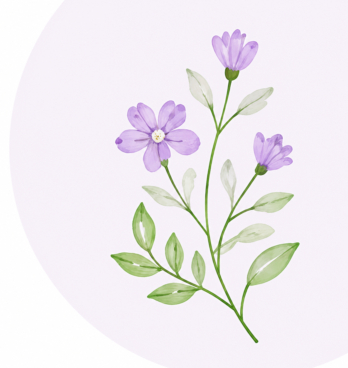 Watercolor illustration of a sprig with light purple flowers and green leaves on a light background.