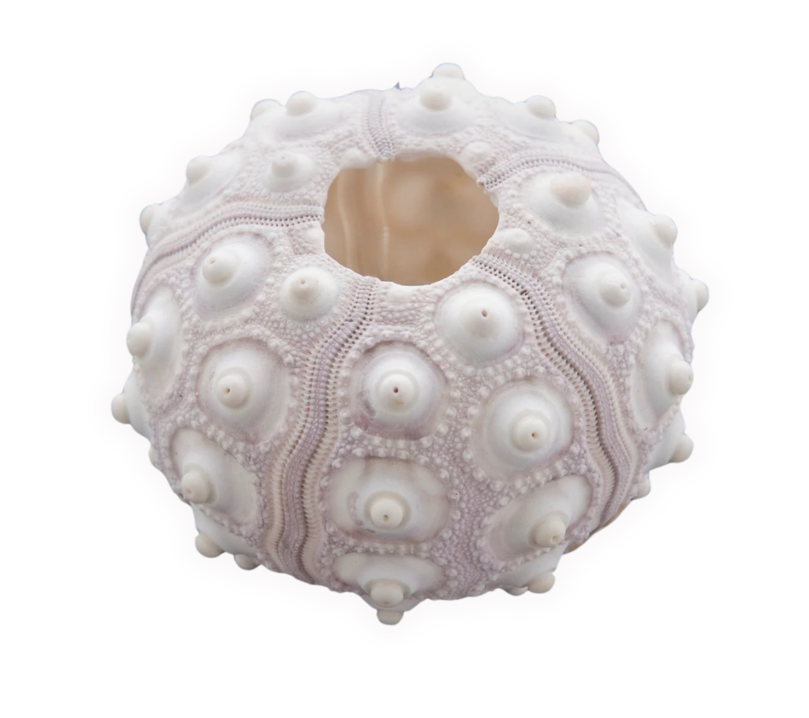 A white sea urchin shell with raised spines and intricate surface pattern, viewed from above against a white background.