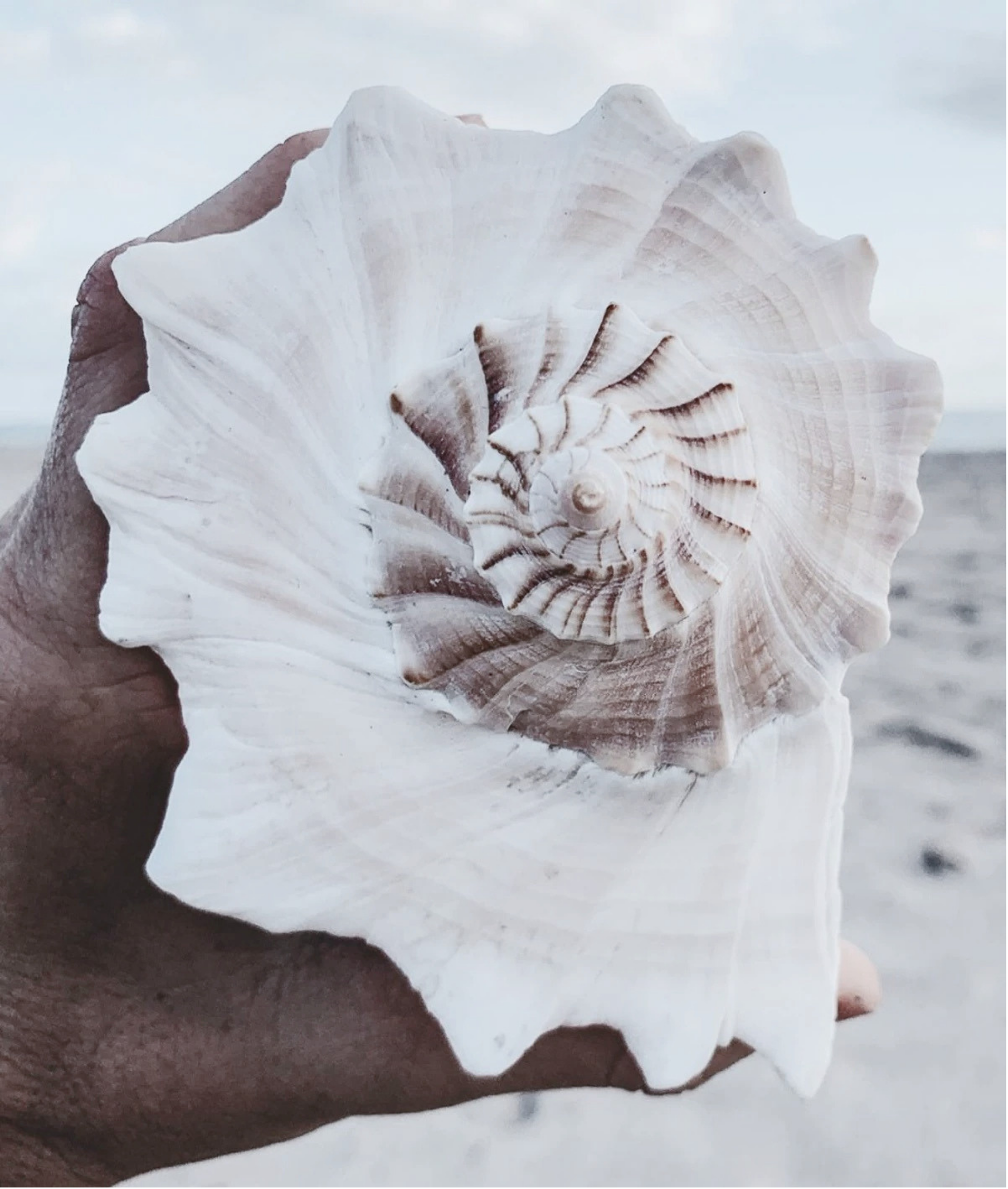 Close-up of a large white seashell held in hand with a cloudy sky in the background.