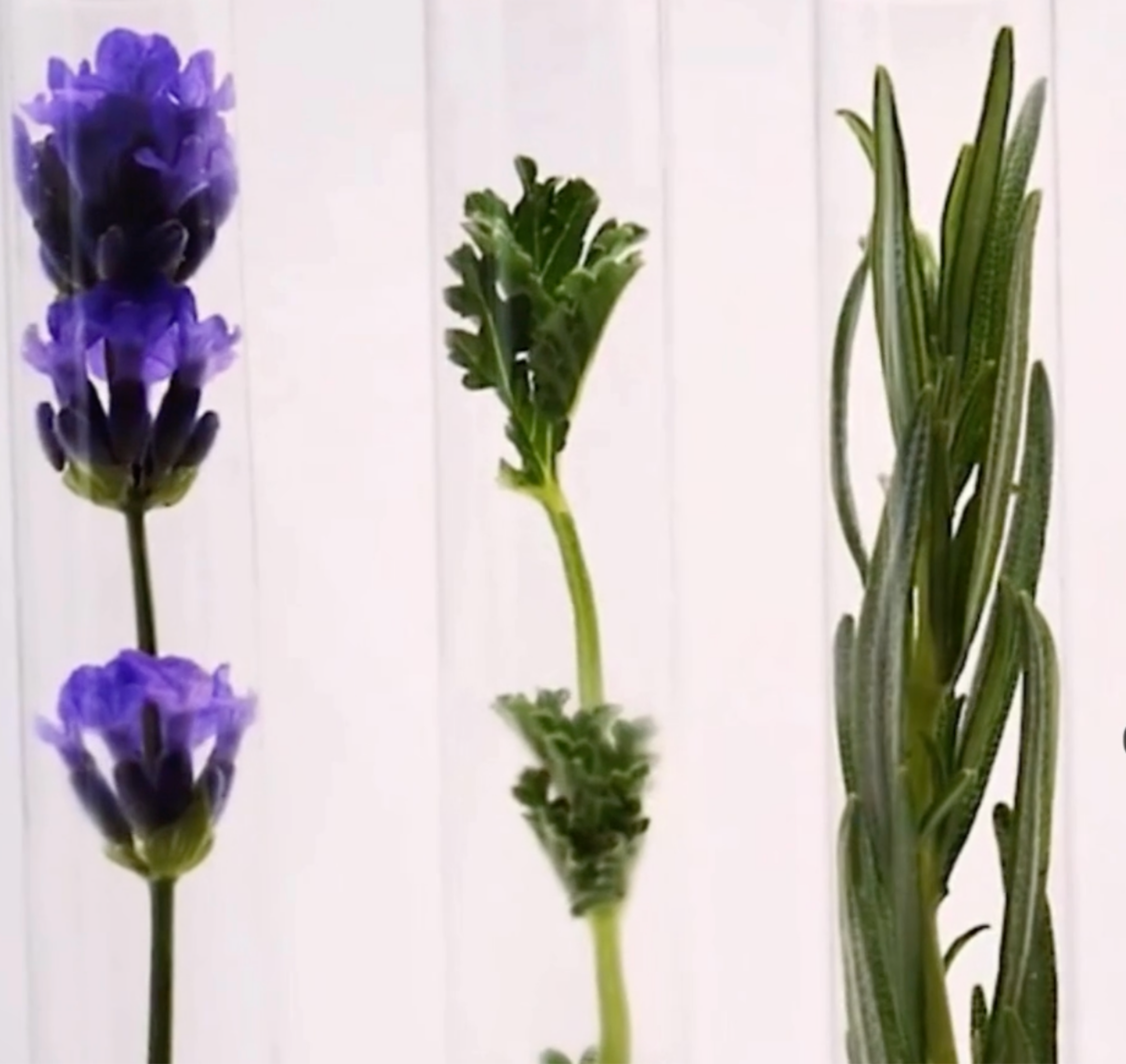 Close-up of three lavender flowers with green stems and leaves against a white background.