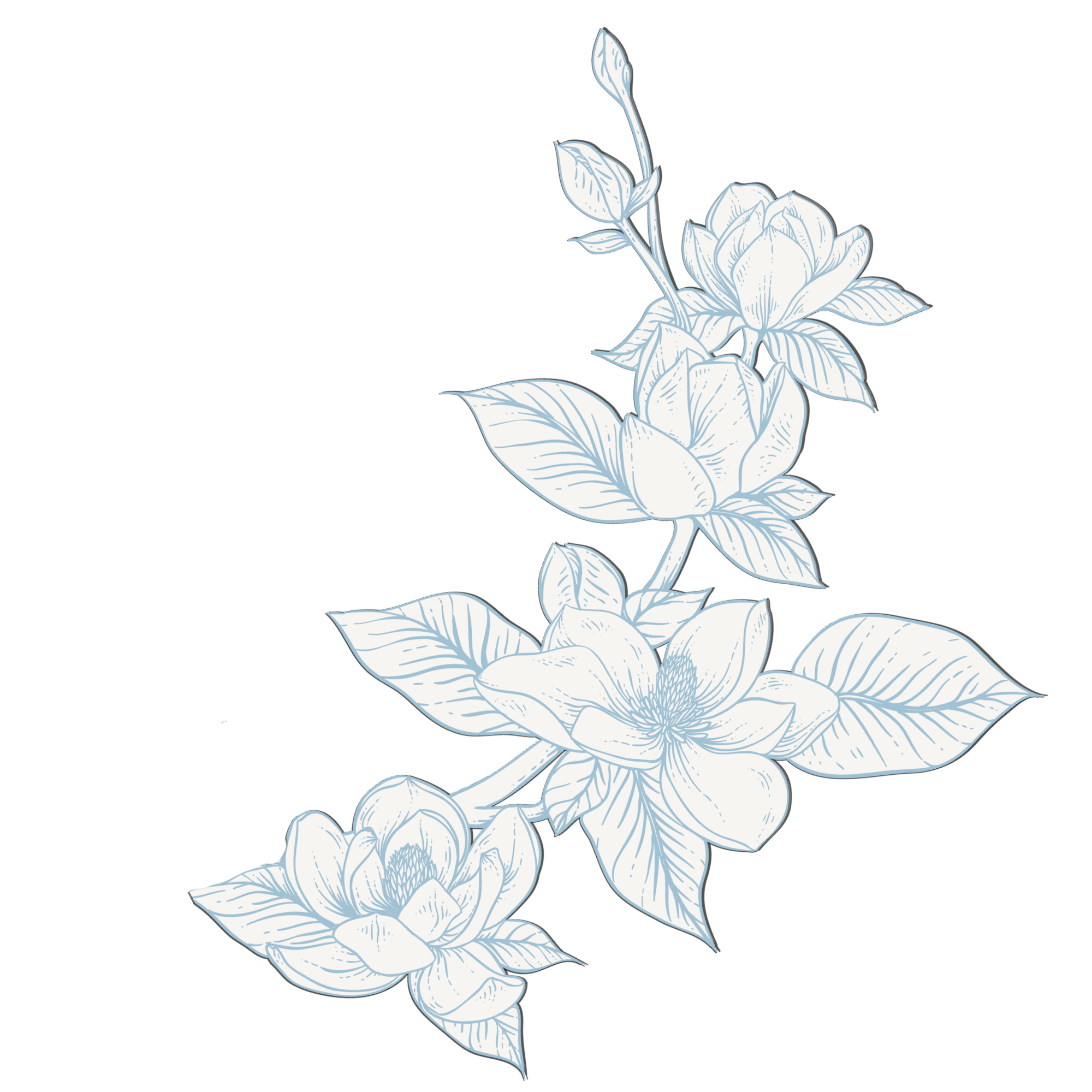 An illustration of a flowering plant with a branch, large detailed leaves, and multiple blooming flowers, outlined in blue on a black background.
