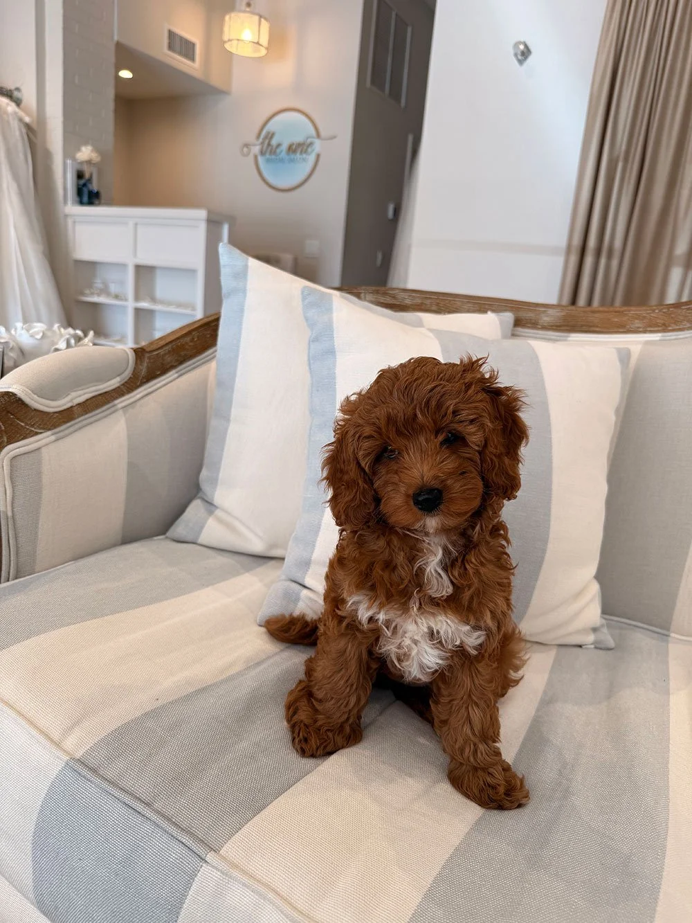 A small brown puppy with curly fur sitting on a striped beige and light blue cushion on a cream-colored sofa in a living room.