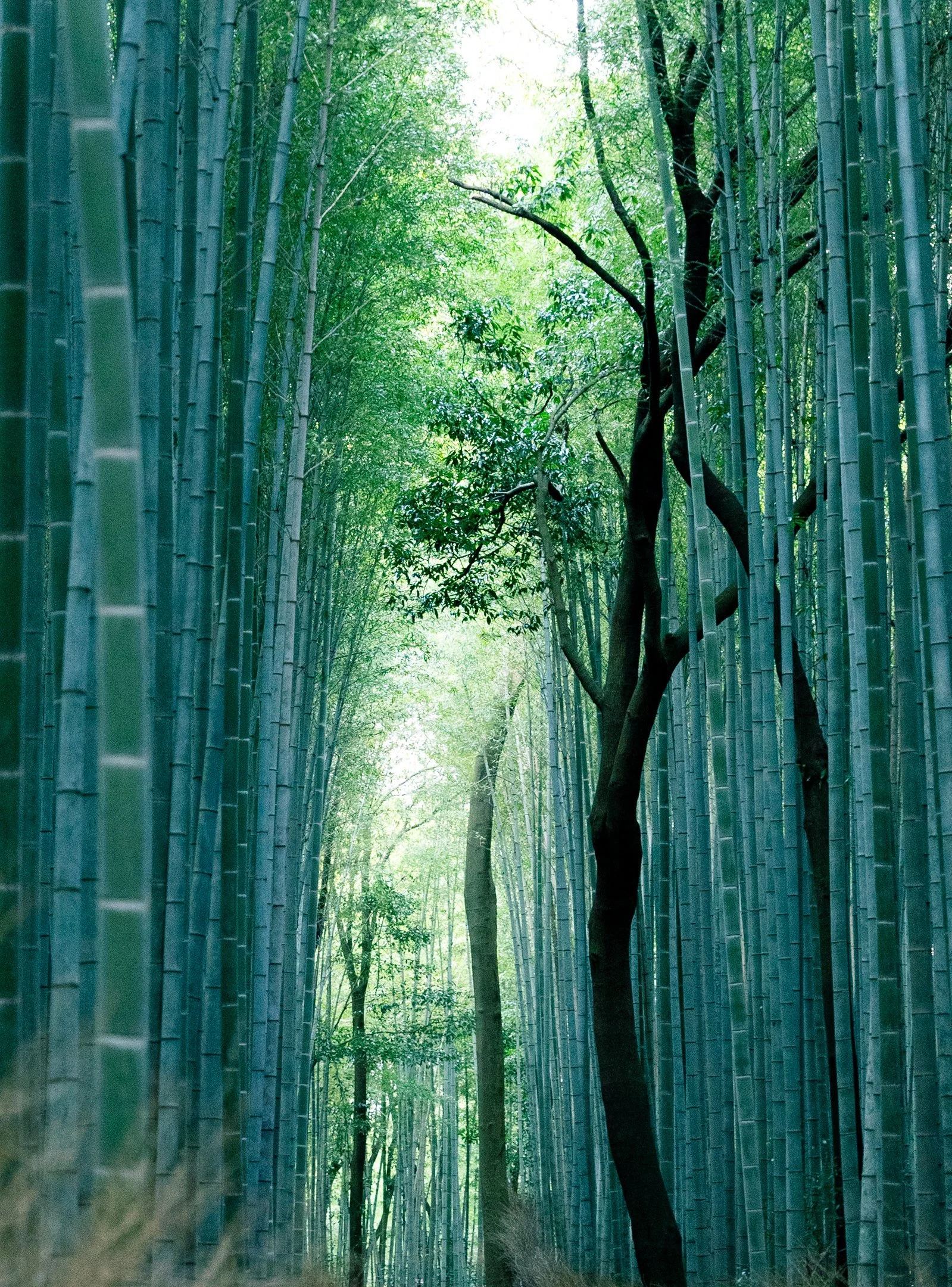Usui Reiki