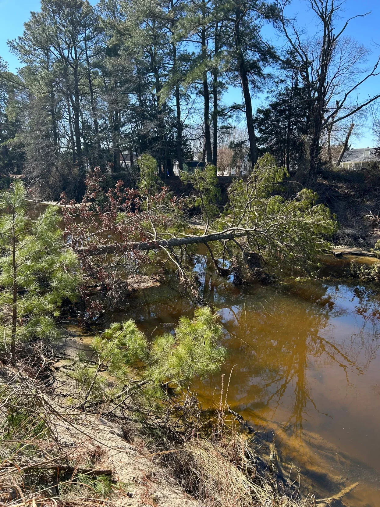 Fallen tree branches in a muddy river, with tall trees and houses visible on the riverbank under a clear blue sky.