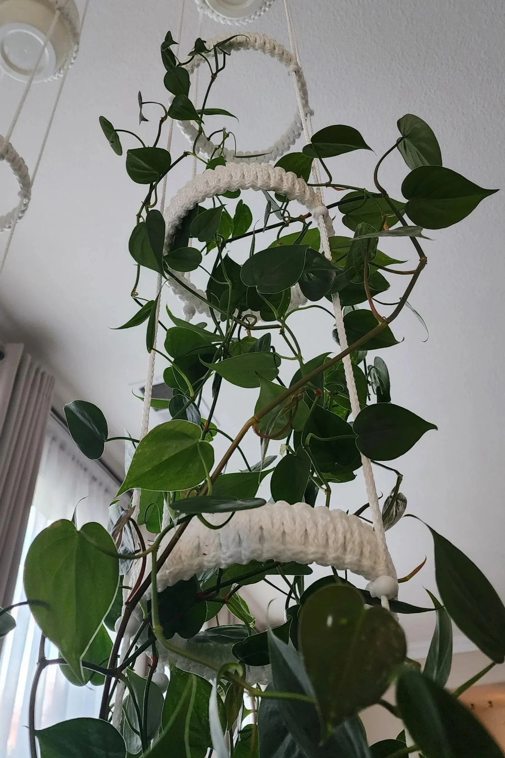 Climbing plant growing through open rings of an adjustable vertical planter