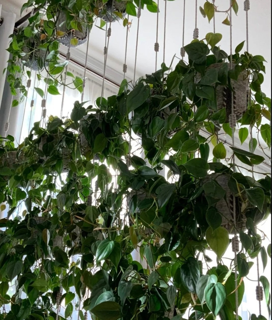 Hanging indoor plants creating a green living wall for OMM Depot Zen Your Space