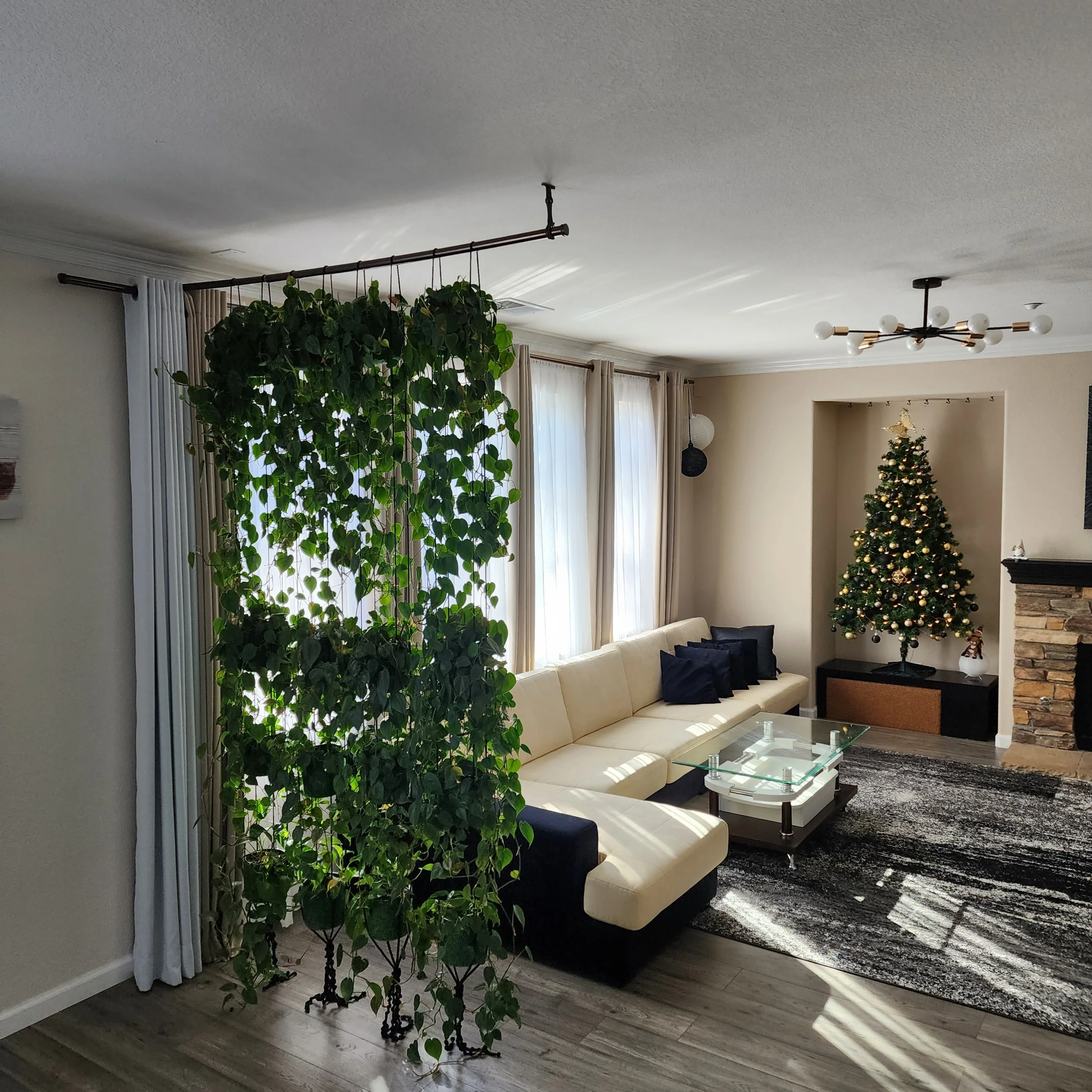 Mature living plant divider with cascading greenery separating an open-plan room