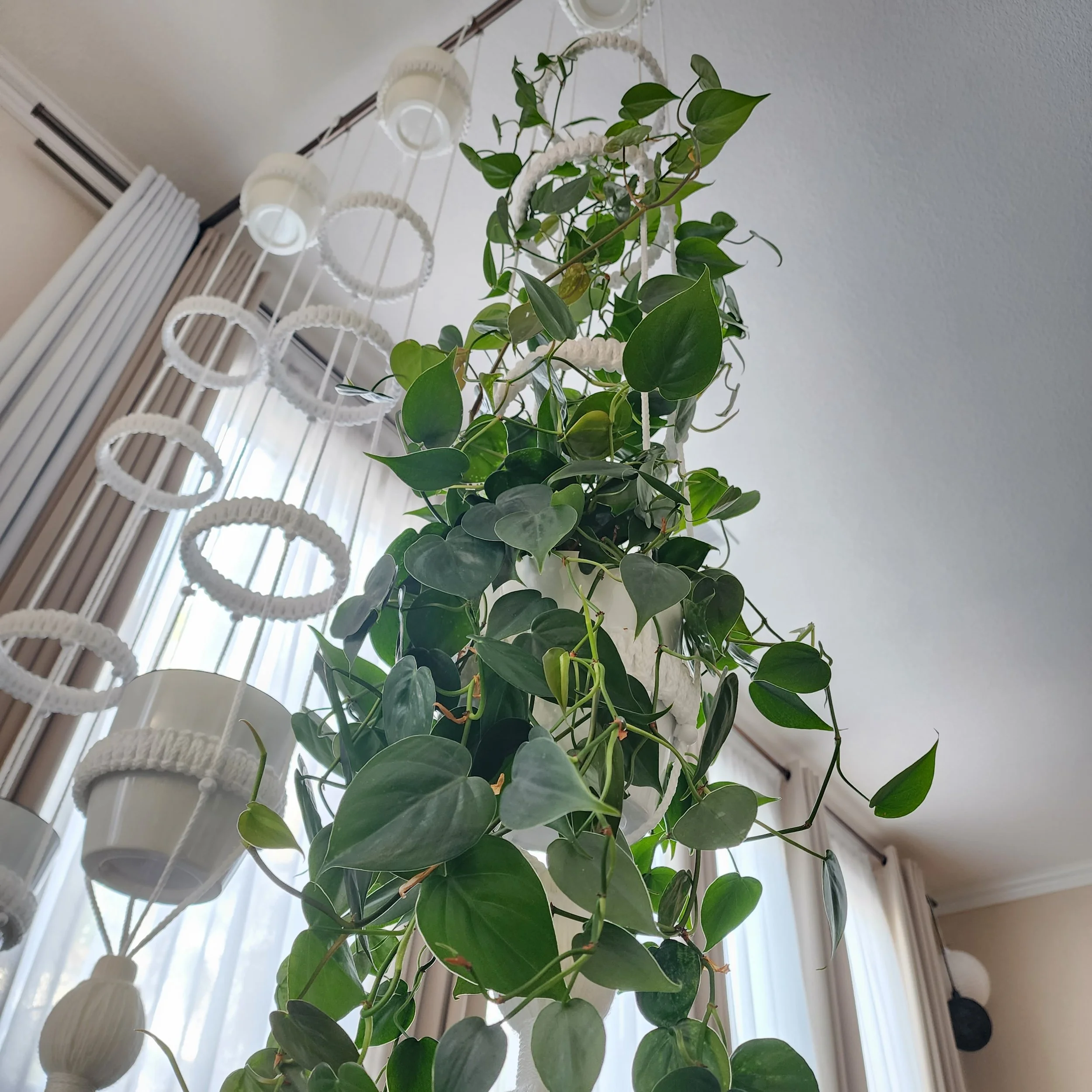 Indoor trailing plants in adjustable hanging planters by OMM Depot