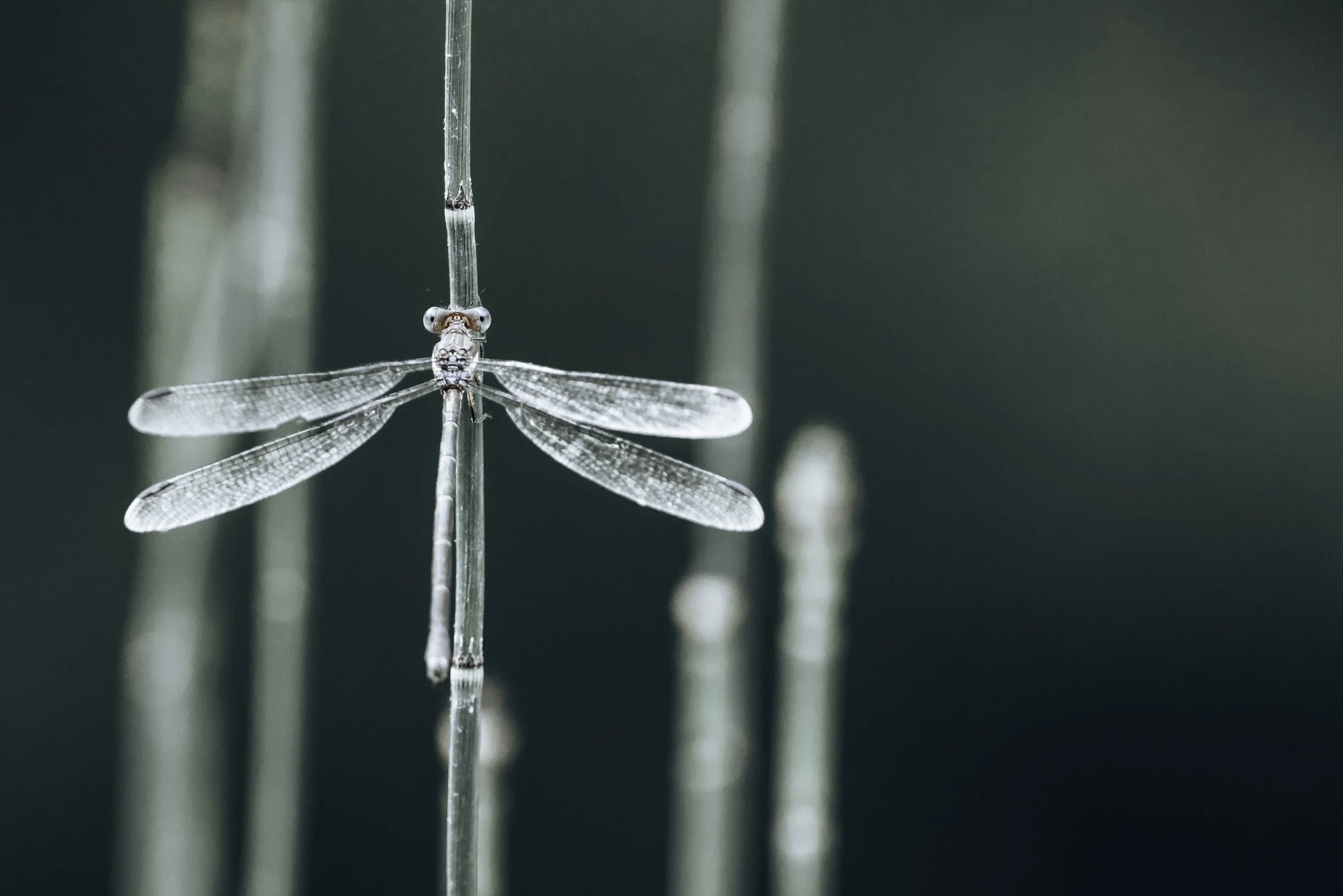 _47A6780.jpg