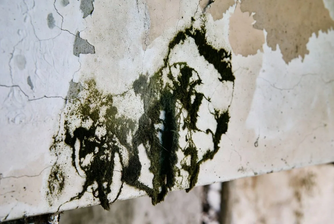 Mold Testing