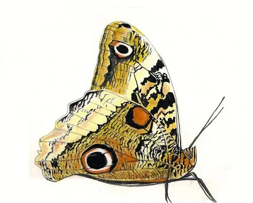 magnificant owl 9x12.jpg
