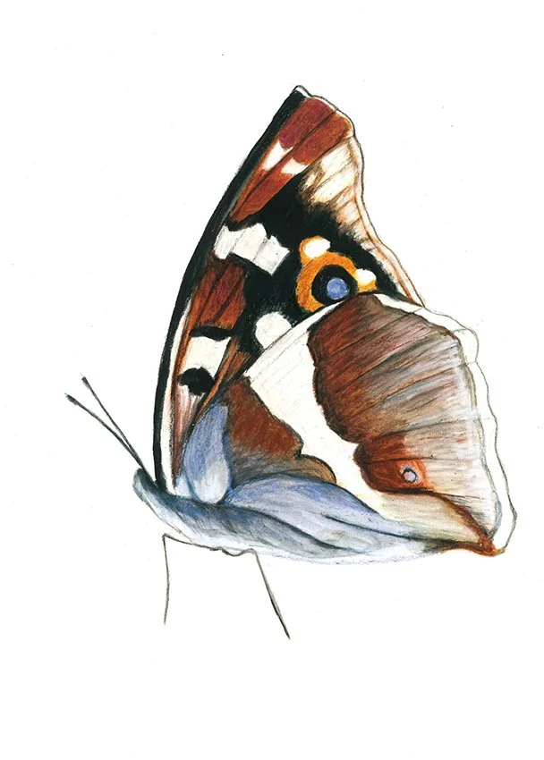 purple emperor 2018 12x9.jpg