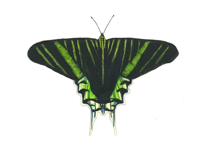 swallowtail moth 2018 10x14.jpg