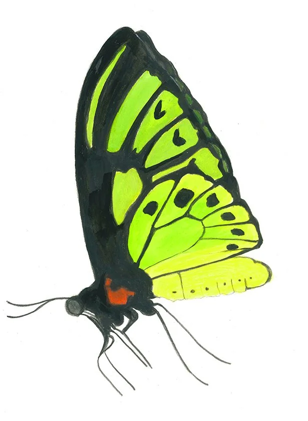 green birdwing 2018 12x9.jpg
