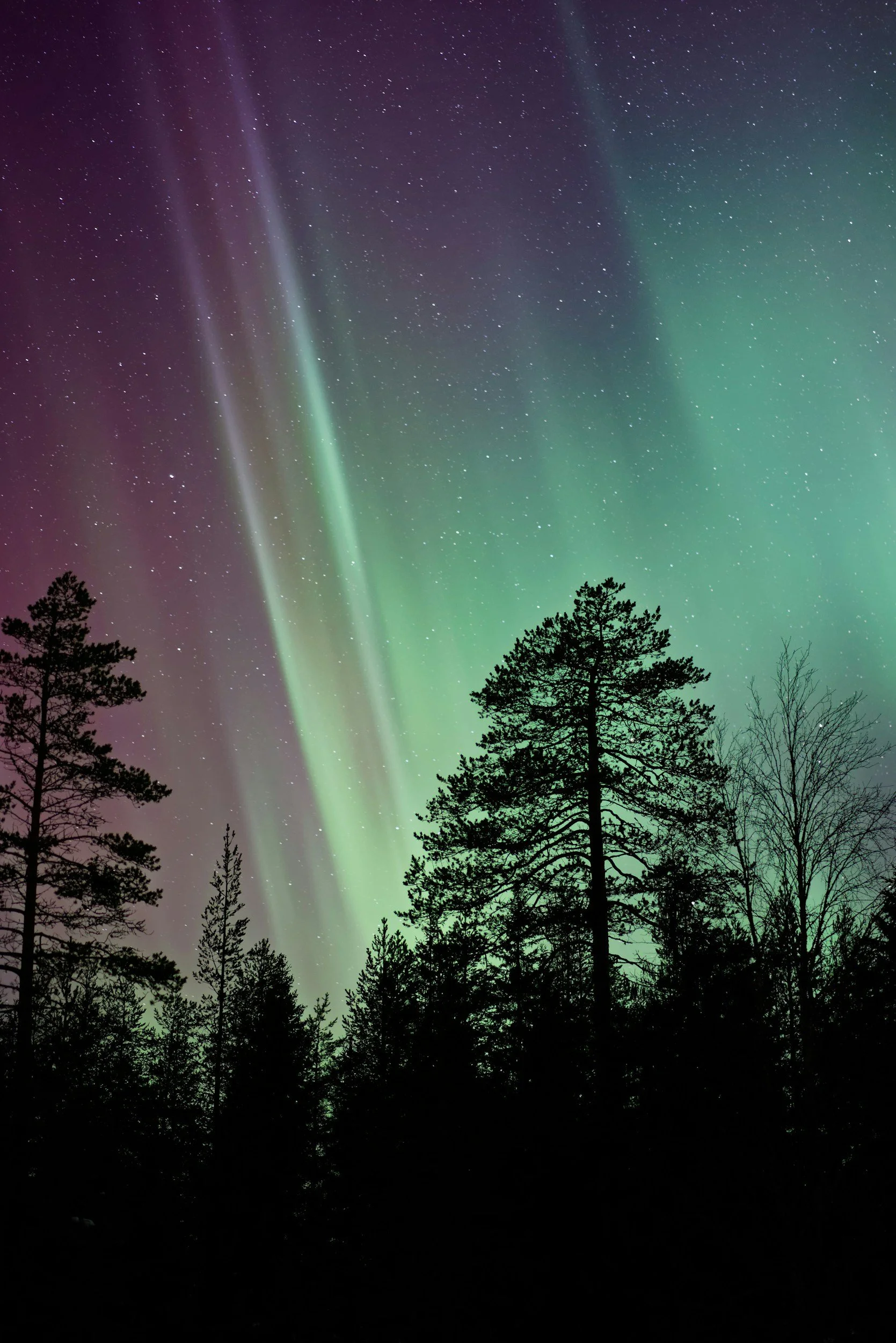 Green and purple northern lights above silhouetted trees.