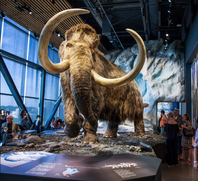 Large woolly mammoth skeleton exhibit inside a museum with visitors observing.