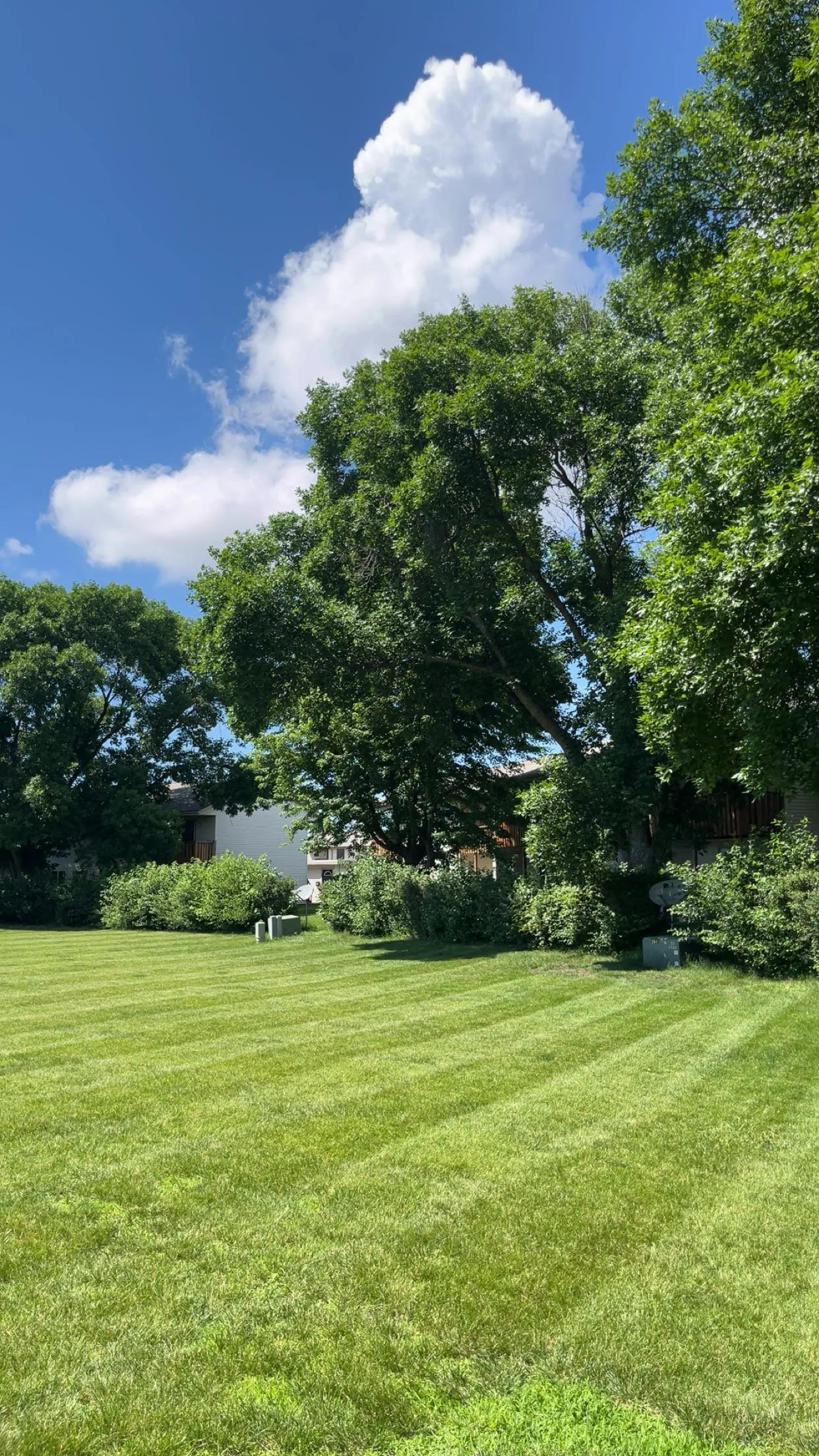 A grassy lawn with lush green trees and shrubs, with houses visible in the background under a bright blue sky with white clouds.