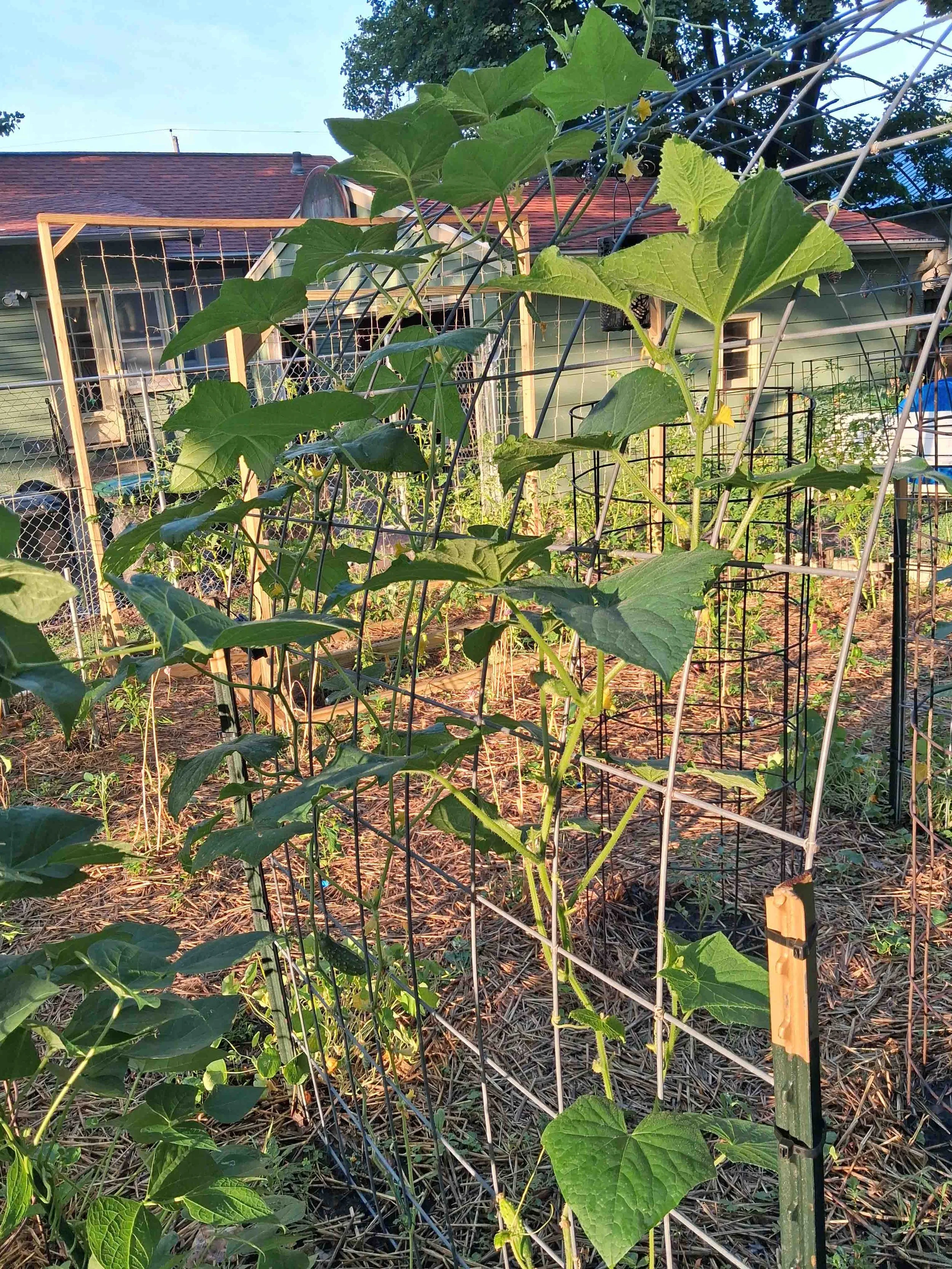 A garden with a trellis supporting a climbing plant, possibly a cucumber or squash, in sunlight near a house with green siding and a red shingle roof.