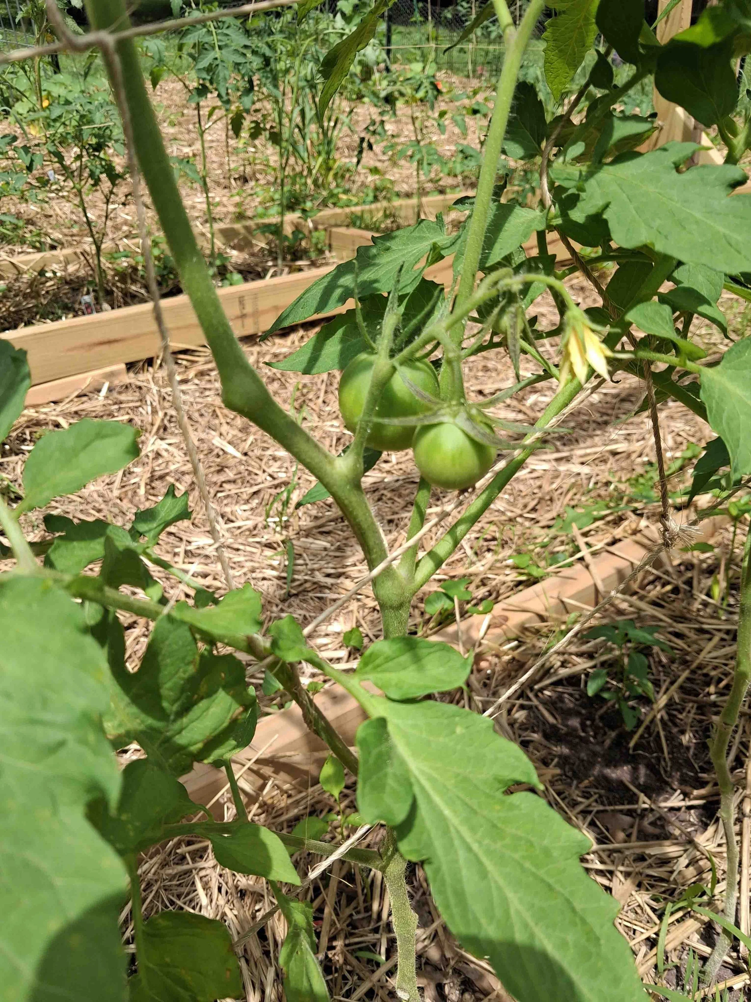 Green tomato plant with small green tomatoes, surrounded by green leaves, in a garden bed with straw mulch.