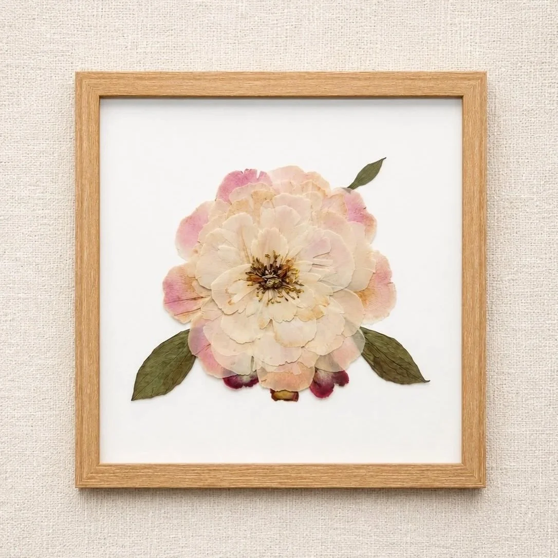 Framed pressed flower artwork featuring a large cream and pink peony with green leaves on white background.