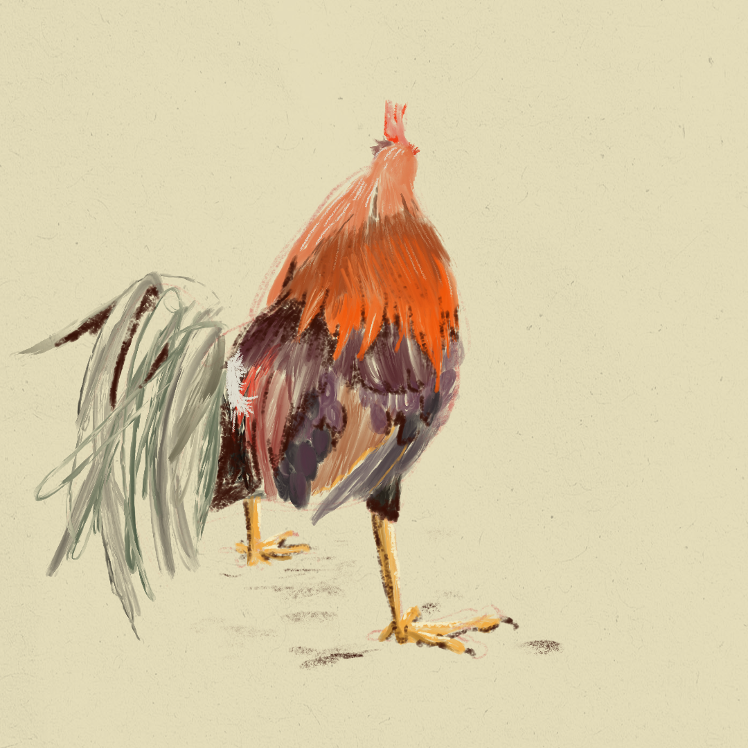 Digital drawing of a rooster with red, purple, and orange feathers standing on a light background.