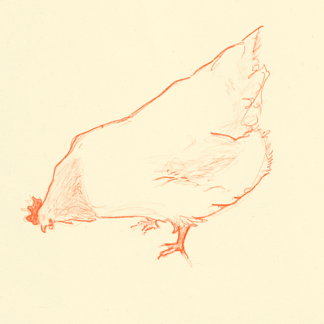 A detailed sketch of a guinea pig, drawn with red lines against a light background.