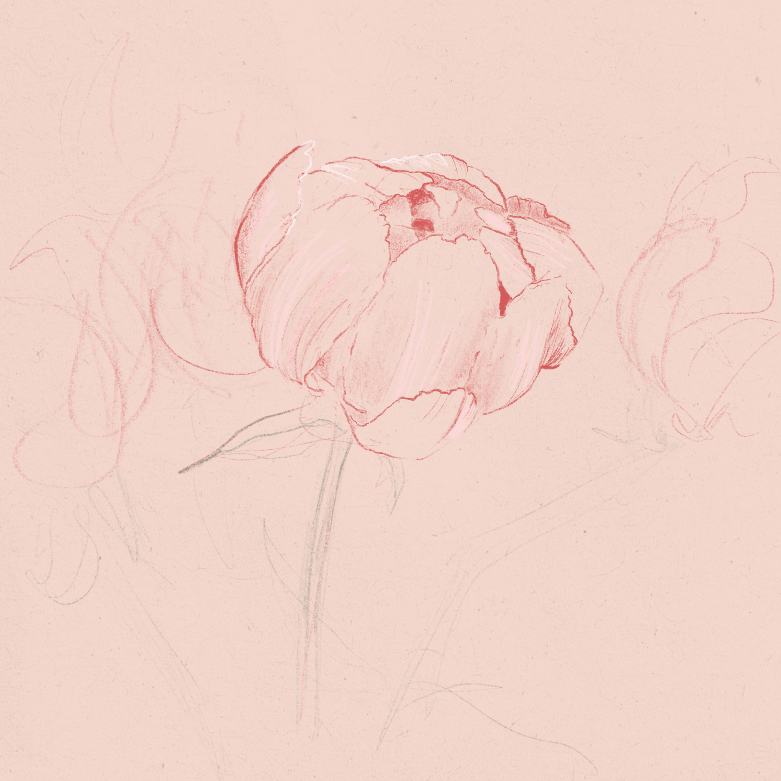 A light pink background with a faint, abstract floral sketch in darker pink tones.