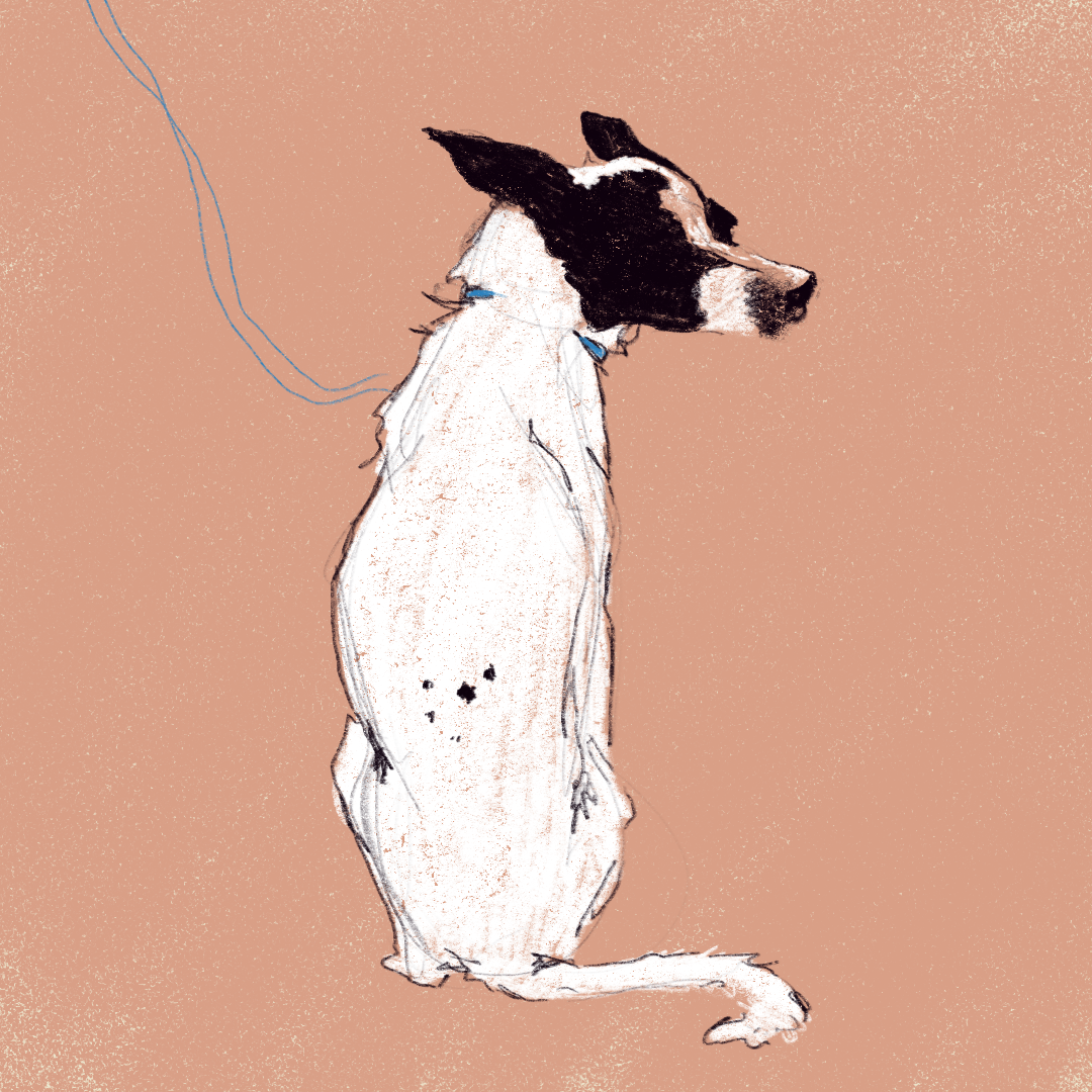 Drawing of a black and white dog sitting on a beige background, wearing a blue collar, with a loose string or leash attached.