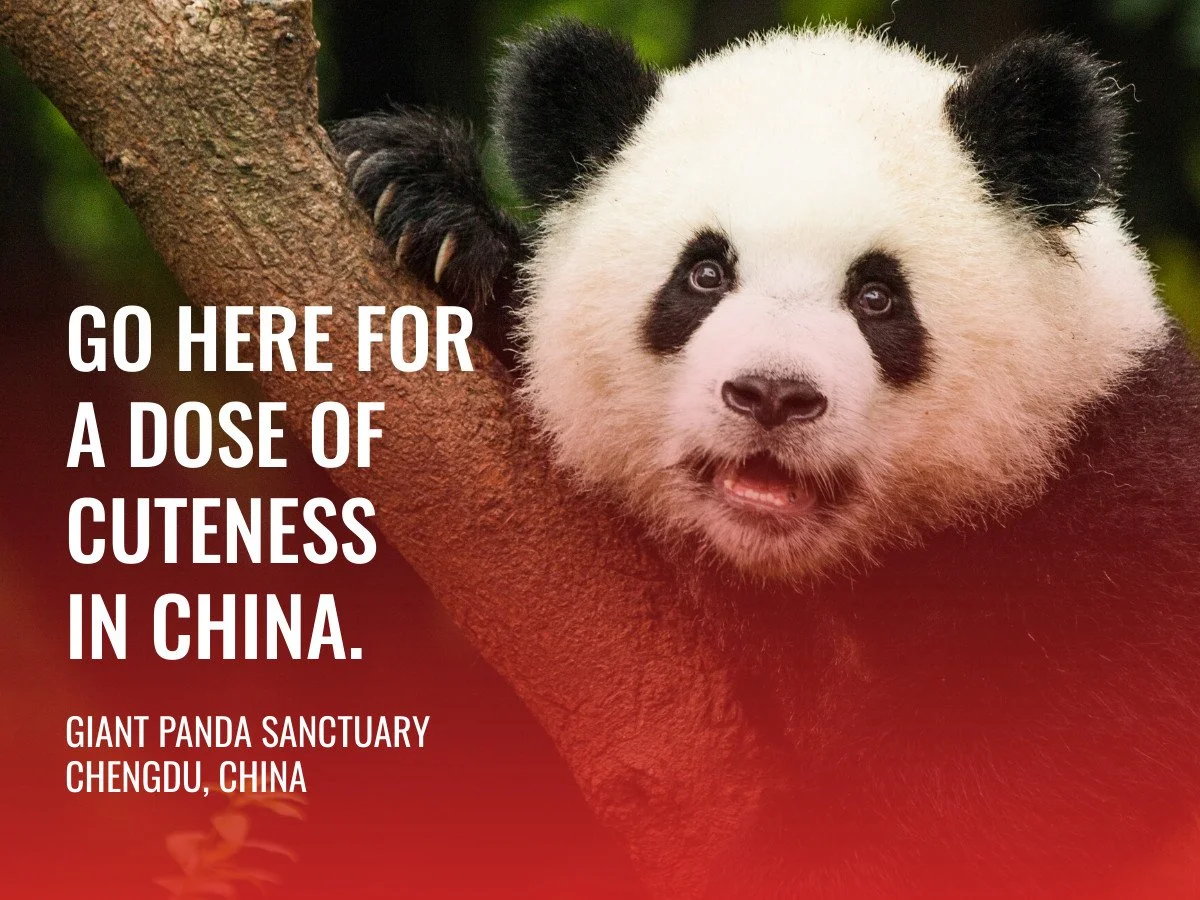 A panda resting on a tree branch with text overlay that says, 'Go here for a dose of cuteness in China. Giant Panda Sanctuary, Chengdu, China.'