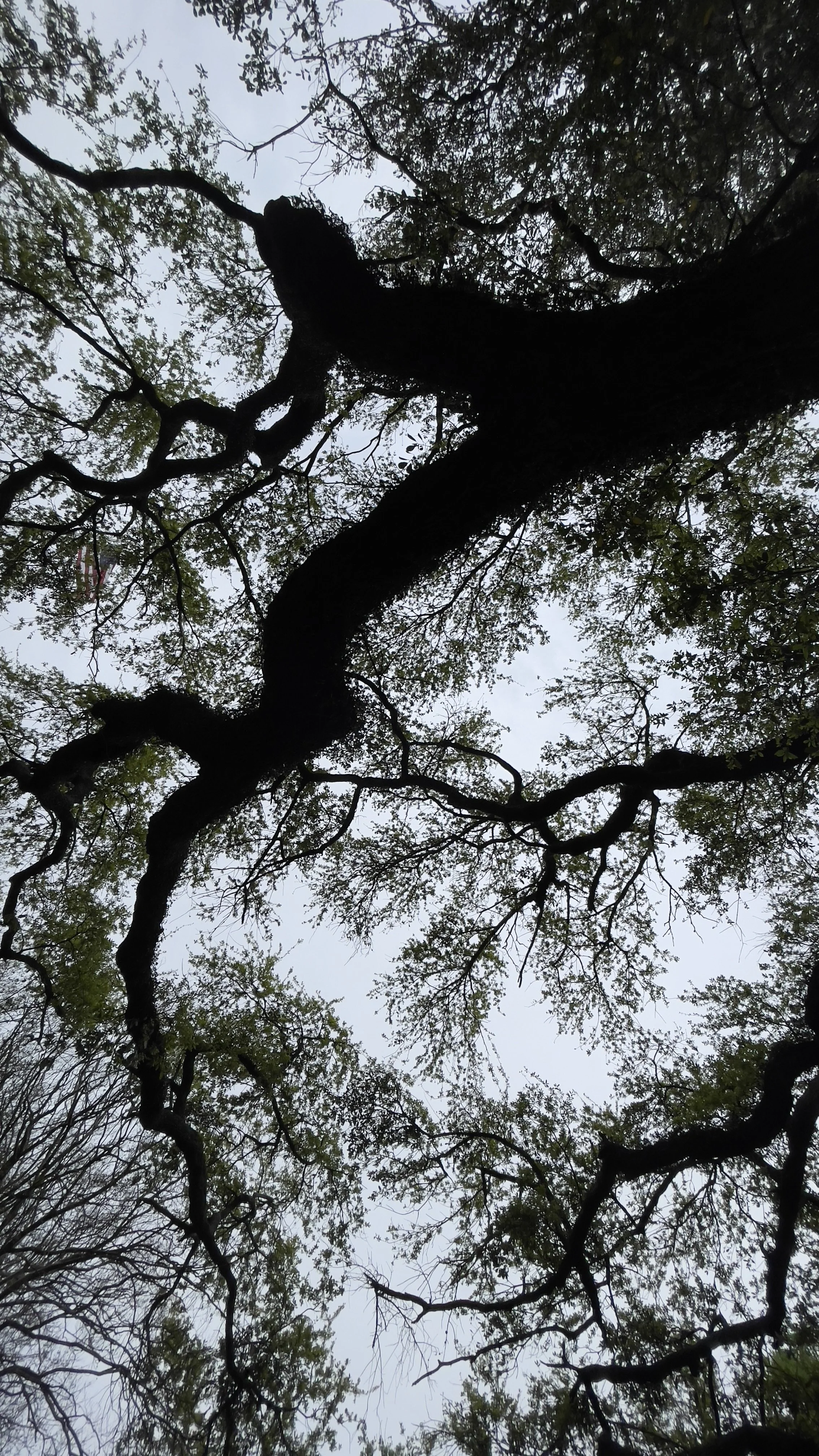 Looking up at the sky through a canopy of tall, intertwined tree branches with sparse leaves.