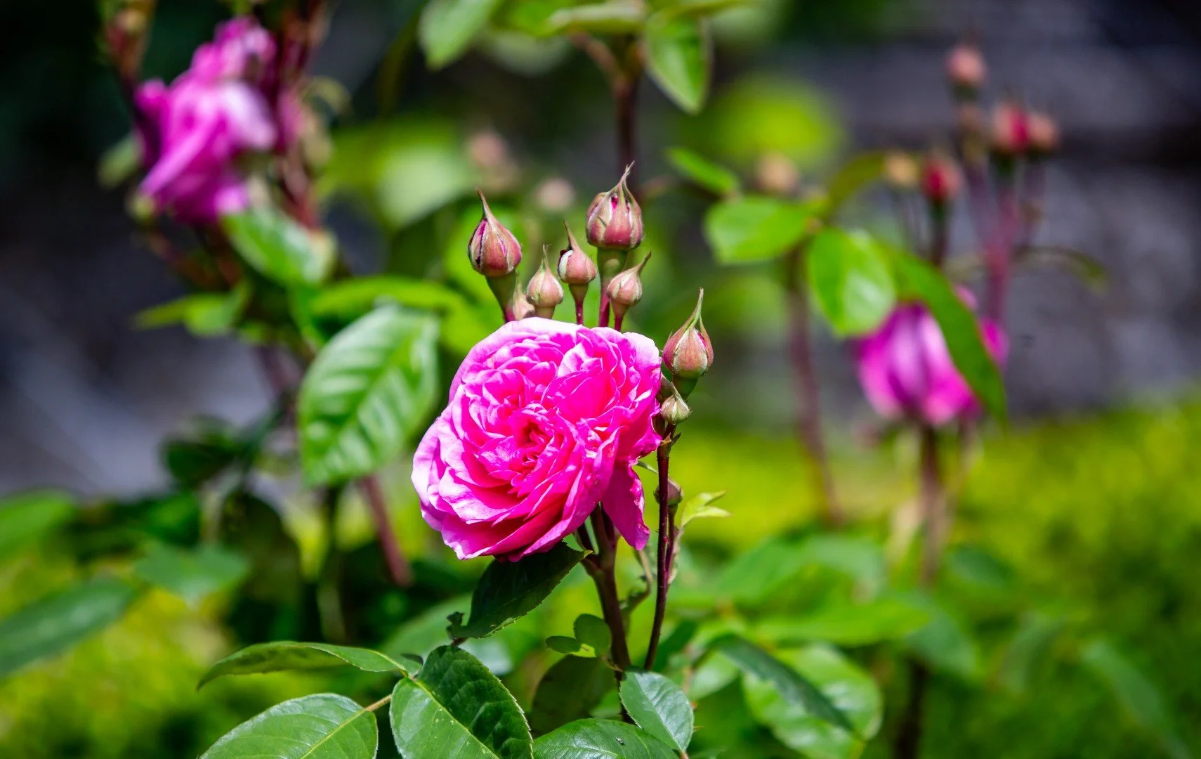 Close-up of a pink rose in bloom with several rosebuds around it, set against green leaves and a blurred background.