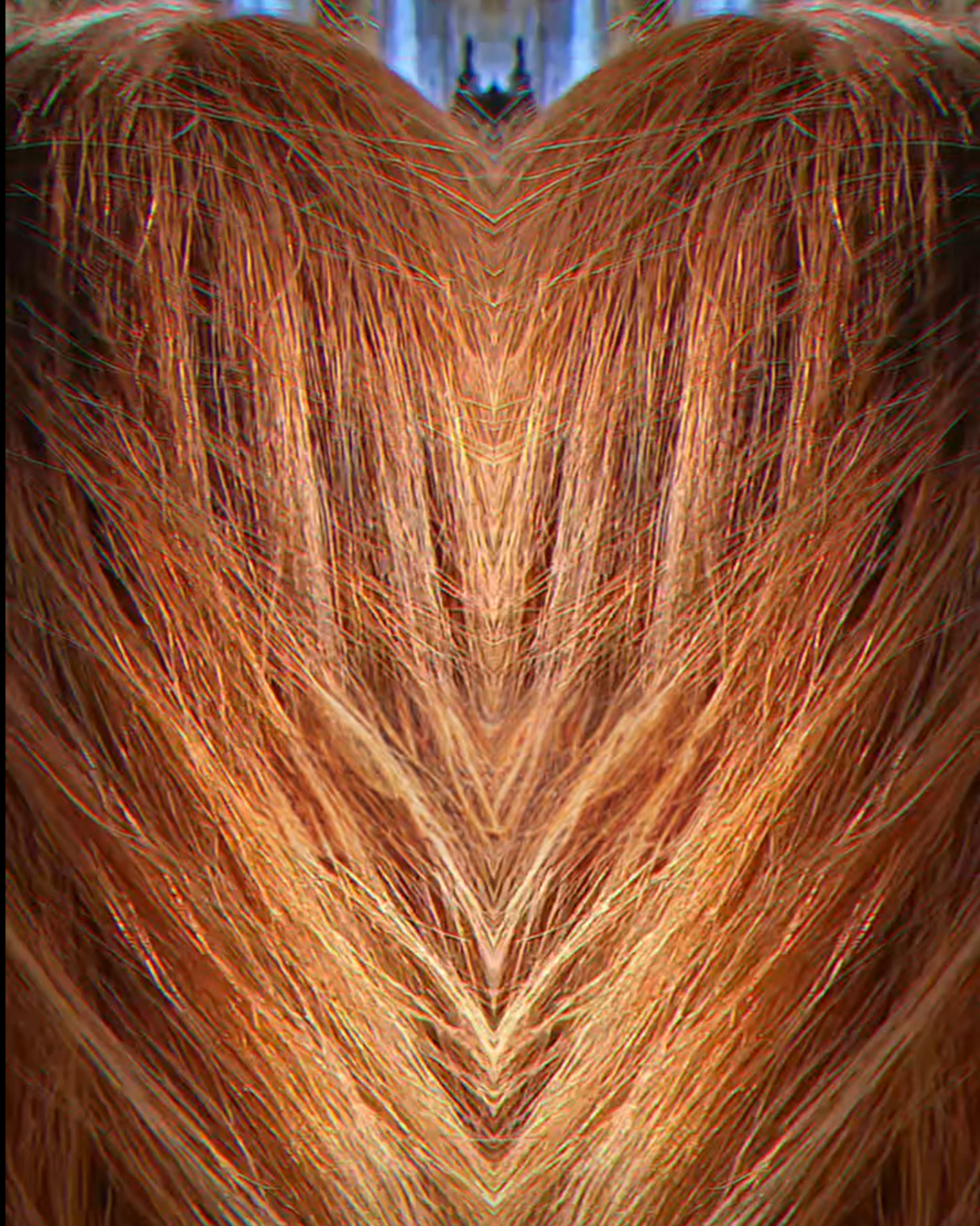 Close-up of a horse's chest and neck, showing its reddish-brown fur and the texture of its hair.