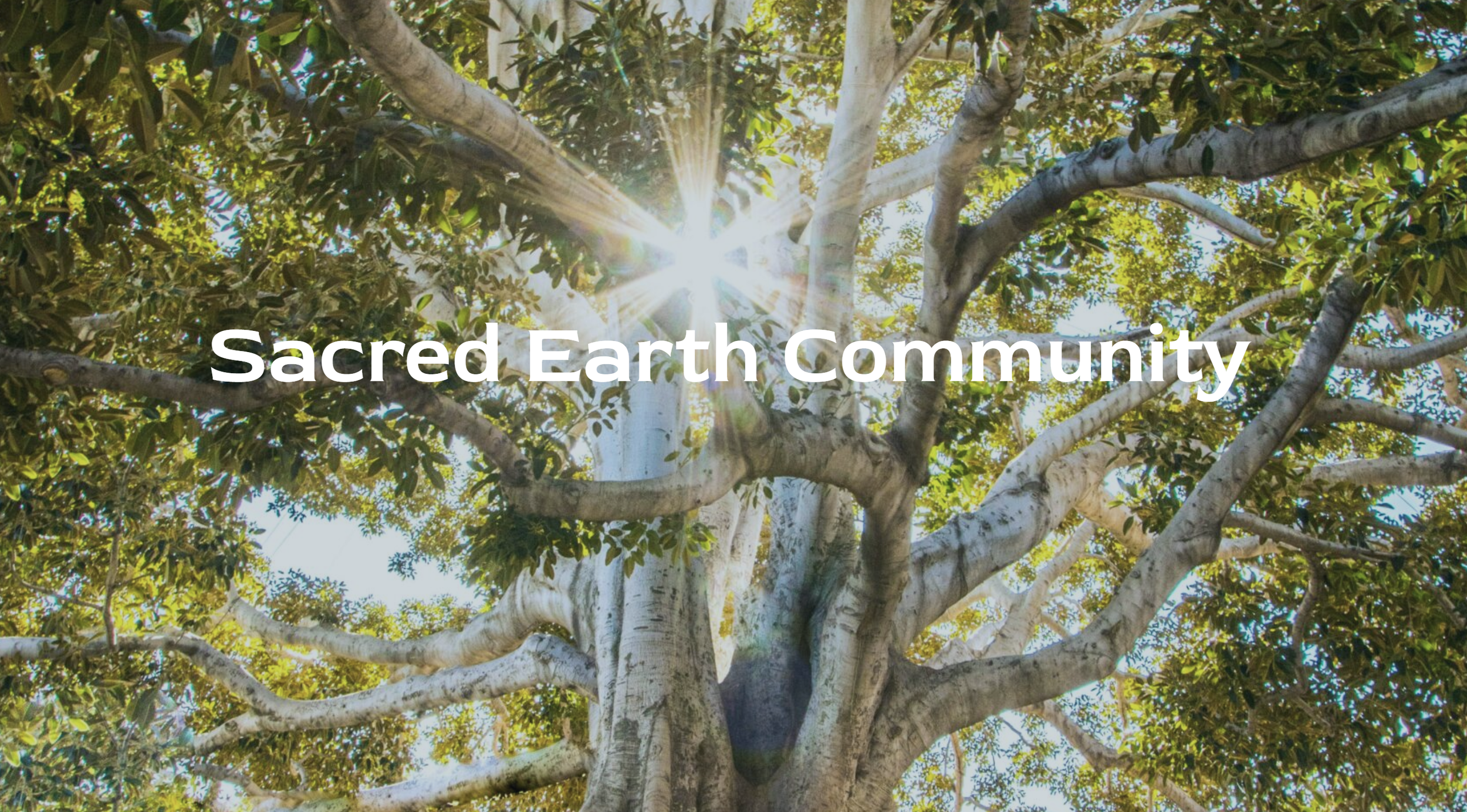 Sunlight shining through the branches and leaves of a large tree with the words 'Sacred Earth Community' overlaid.