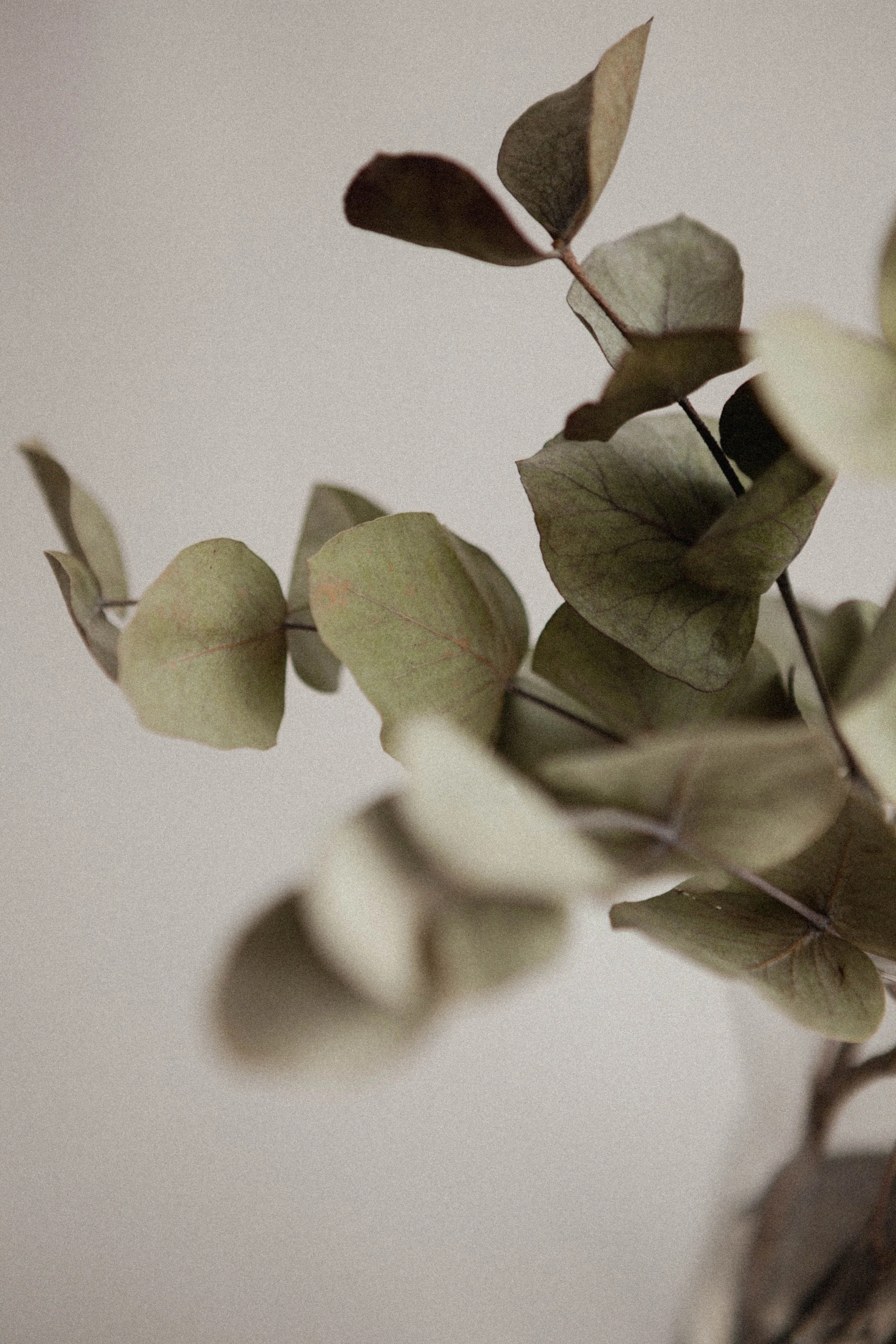Close-up of eucalyptus leaves with muted green and brown tones against a plain neutral background.