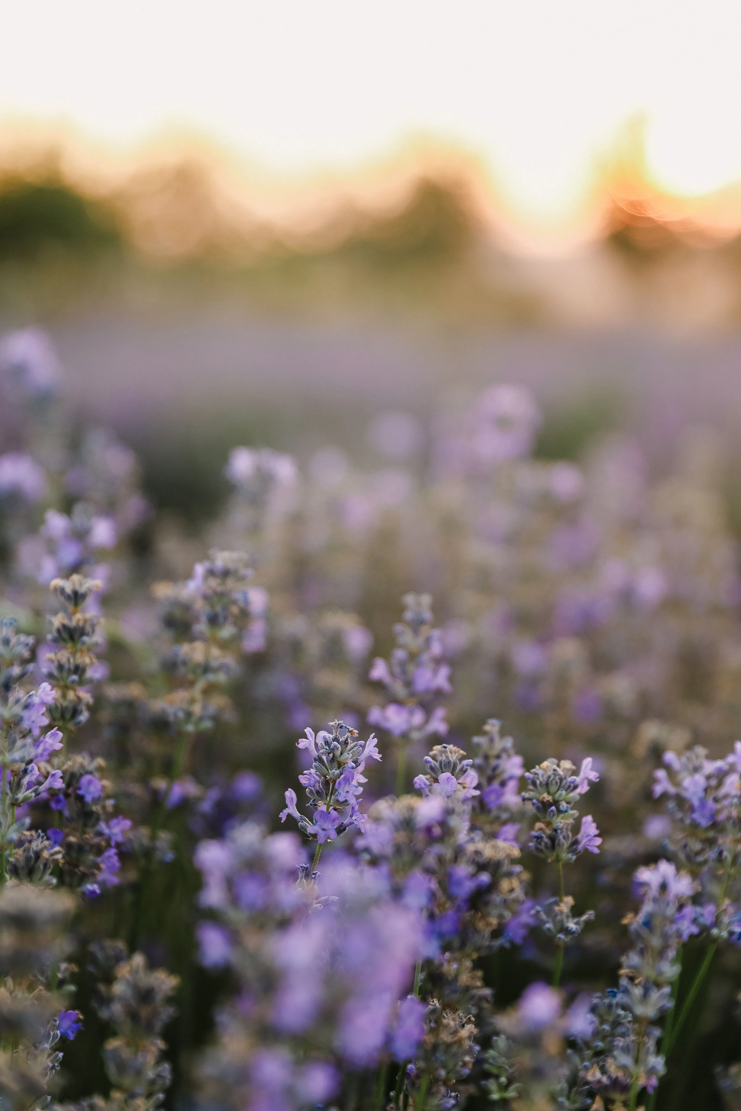 Close-up of purple and white flowers with blurred background of greenery and sunset.