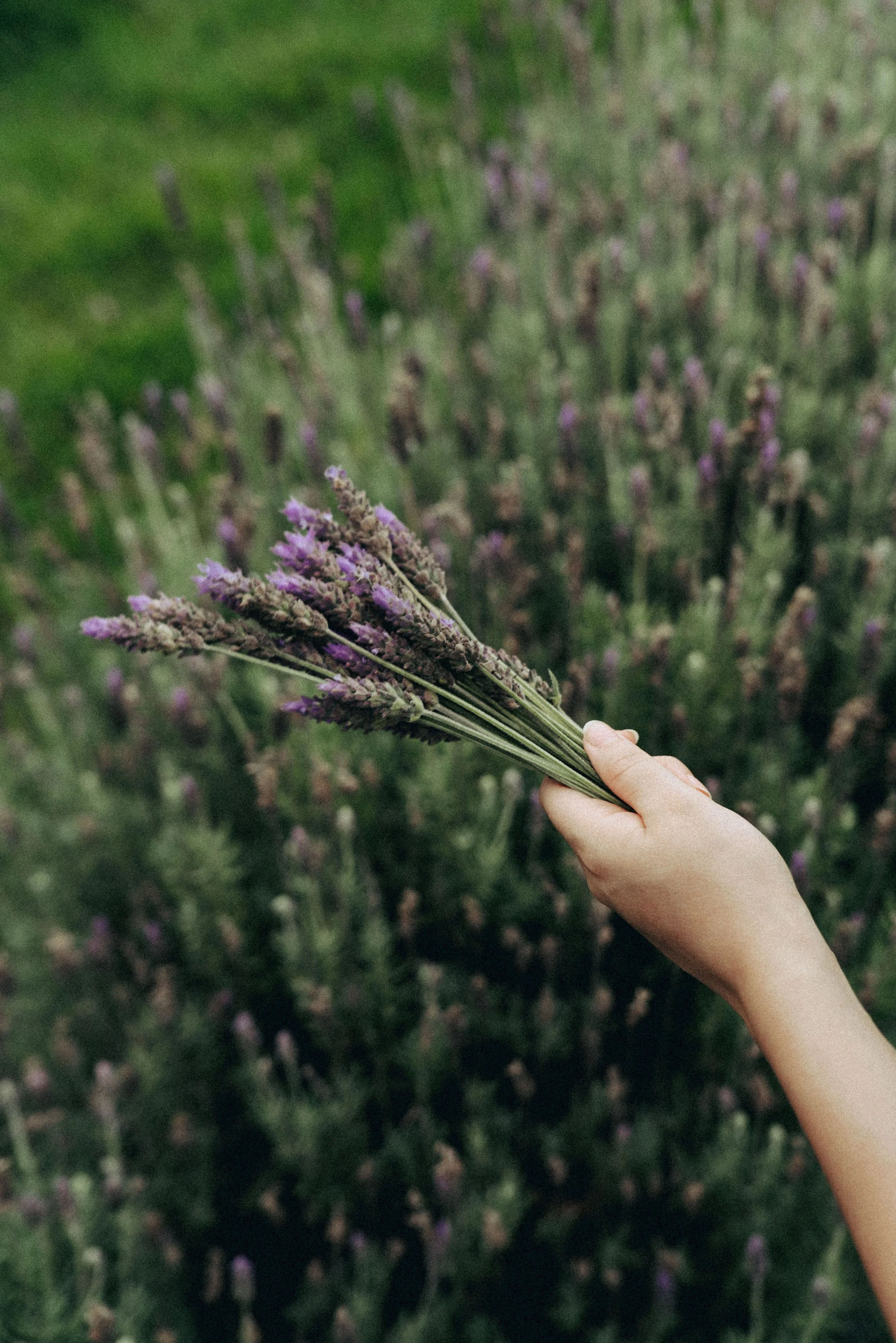 A person's hand holding a bunch of lavender flowers in a field of lavender.